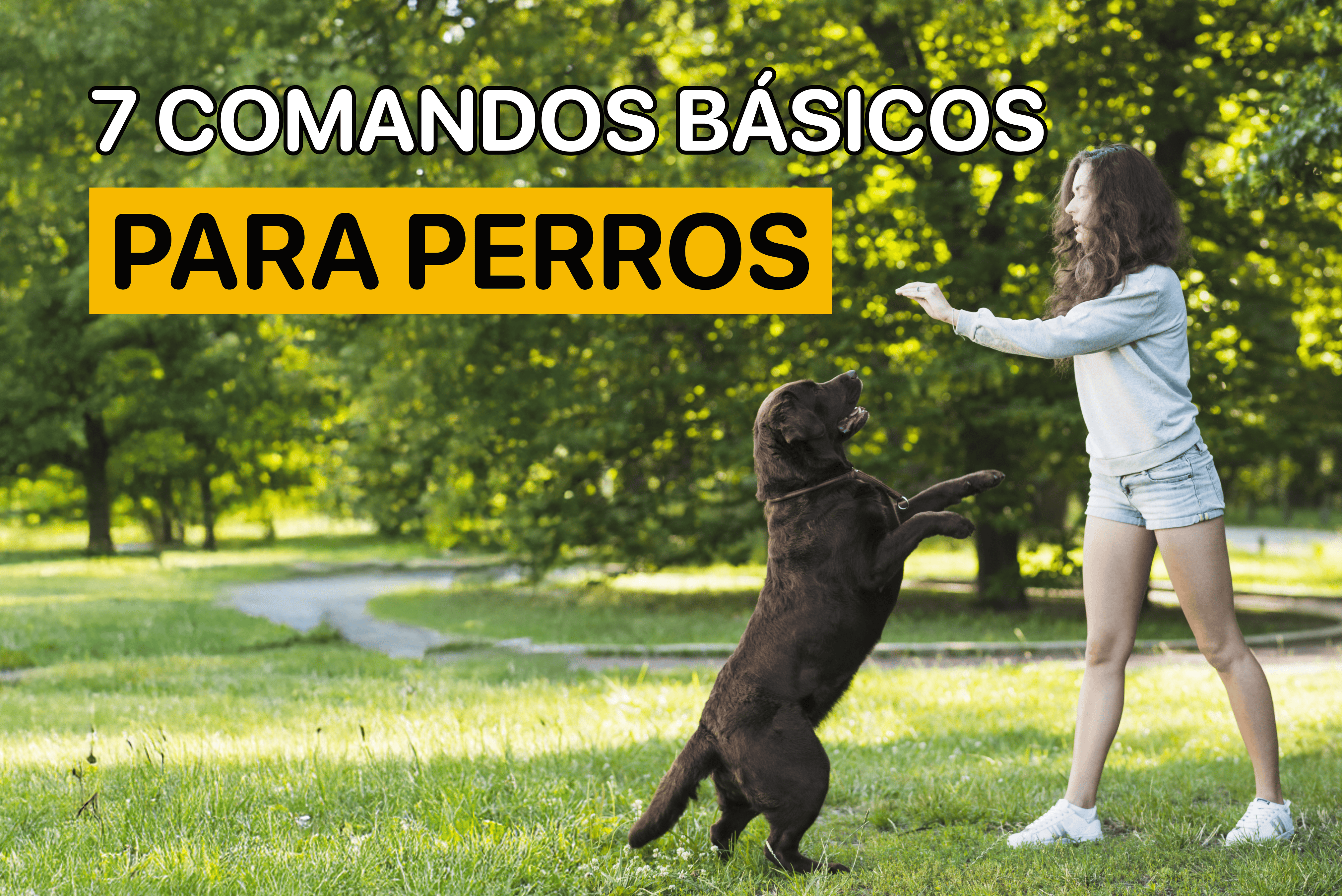7 comandos básicos para perros