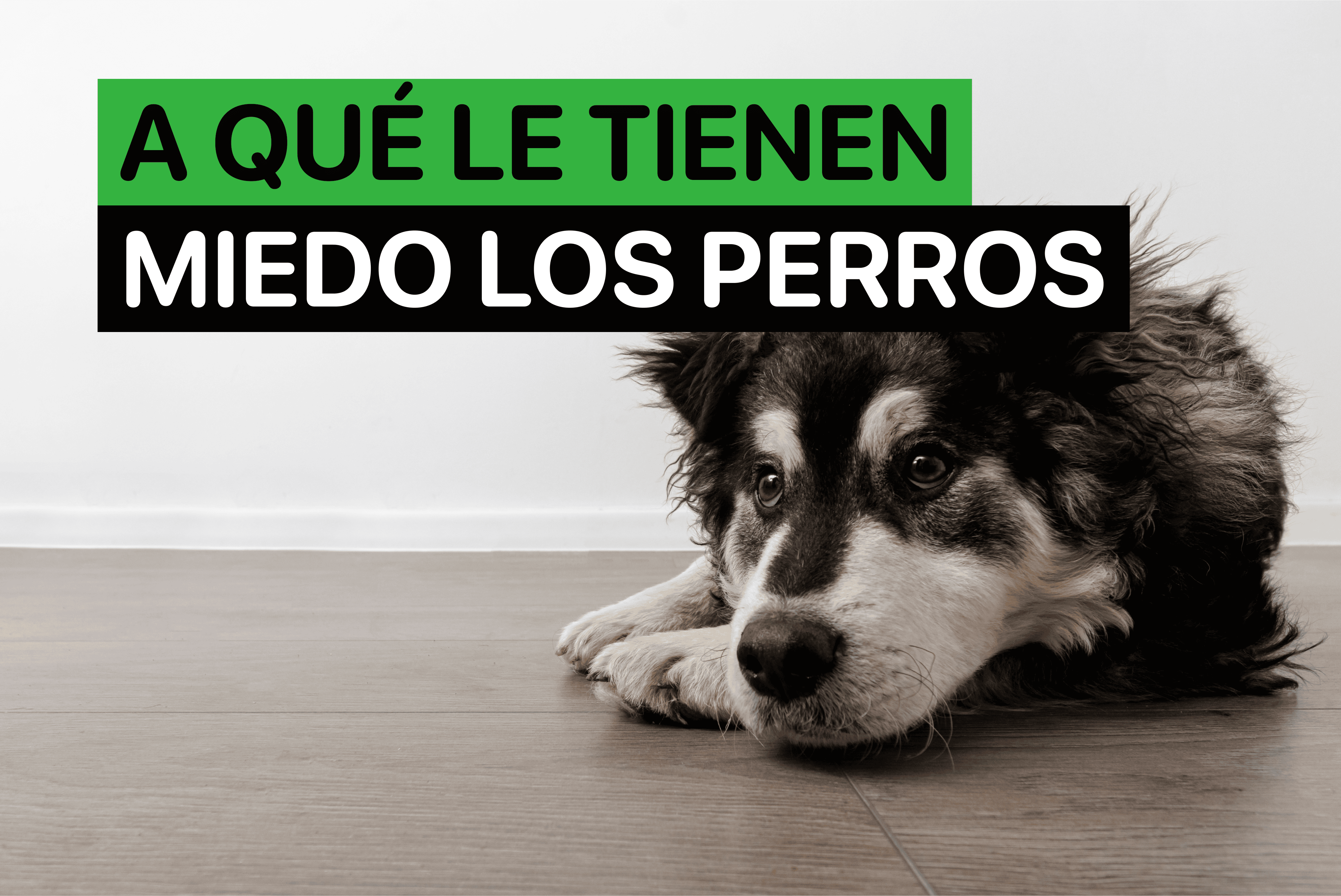 a que le tienen miedo los perros