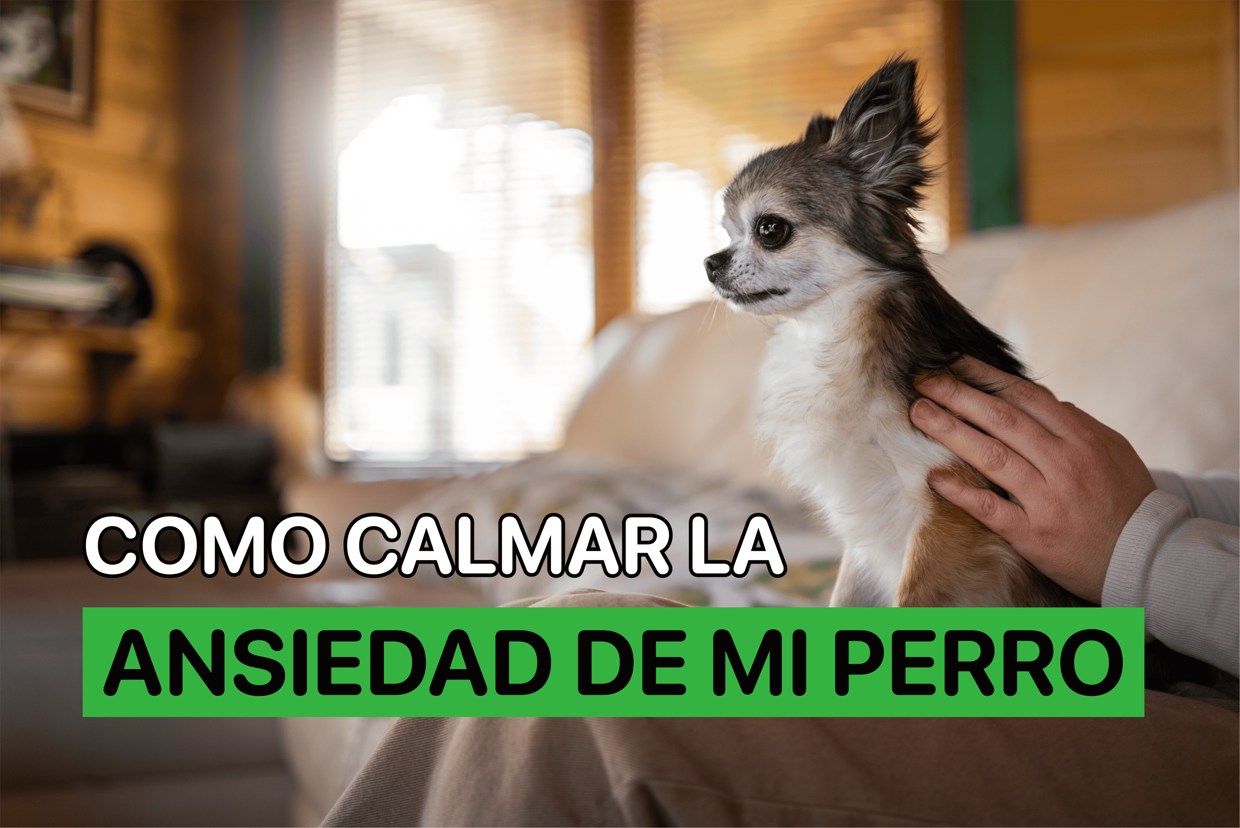 Como Calmar la Ansiedad de Mi Perro