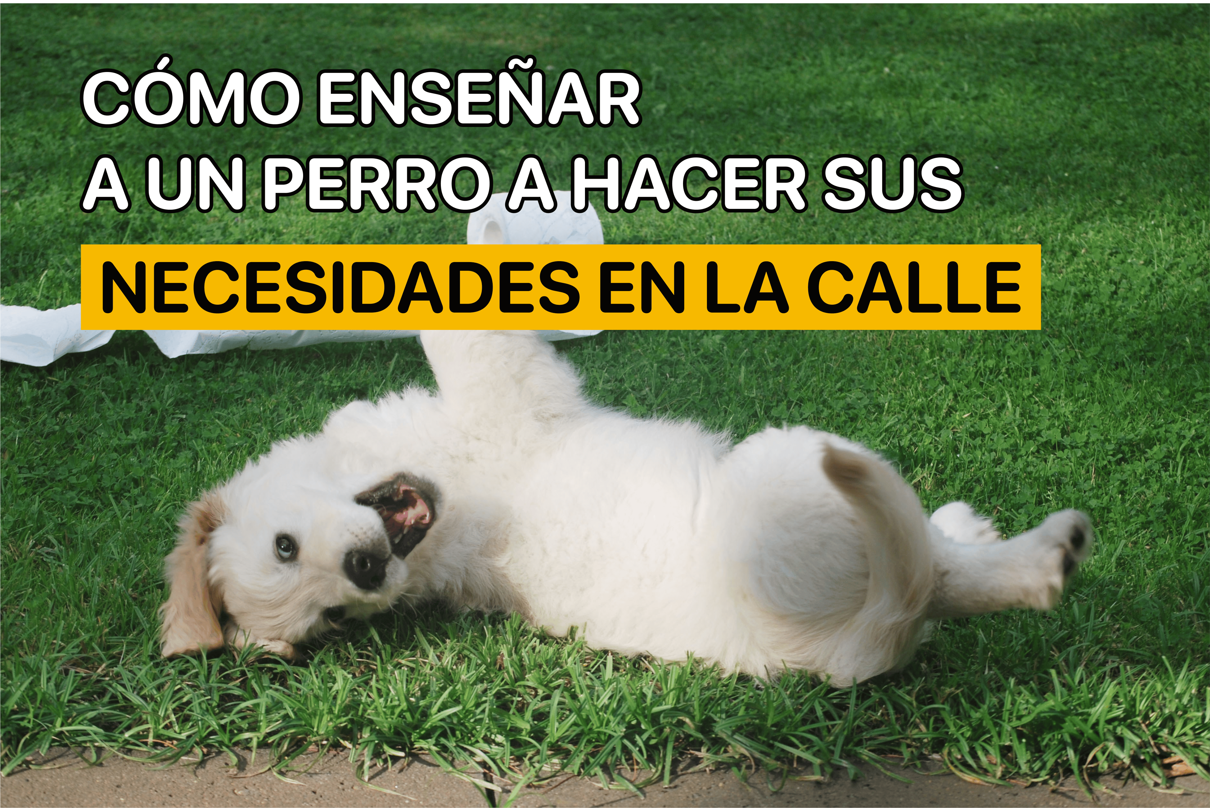 Cómo Enseñar a un Perro a Hacer sus Necesidades en la Calle