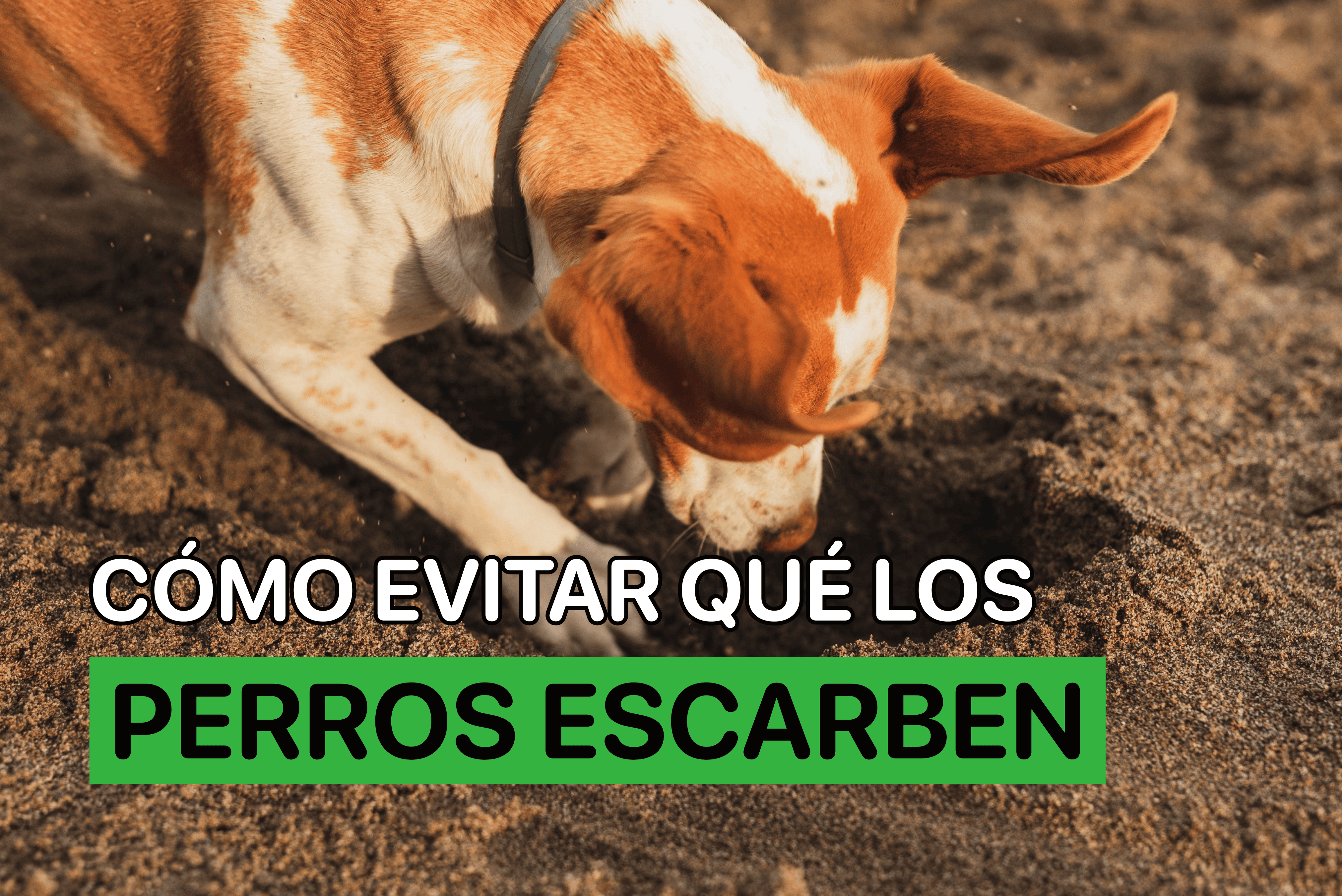por que los perros hacen hoyos