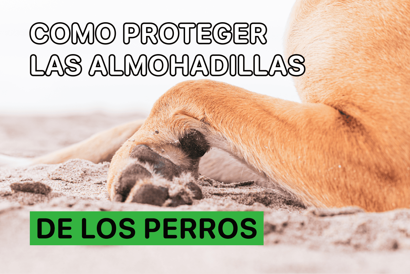 сomo proteger las almohadillas de los perros