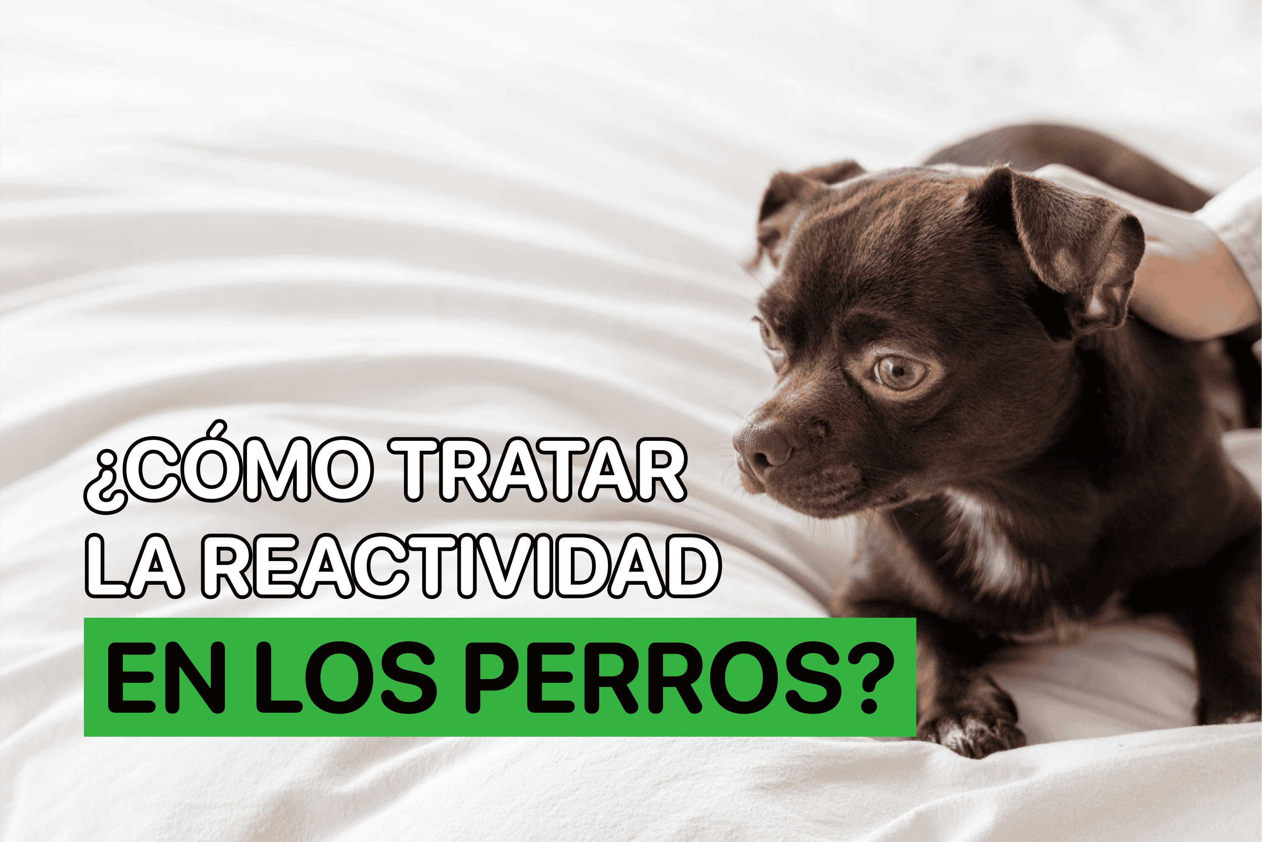 como tratar la reactividad en los perros