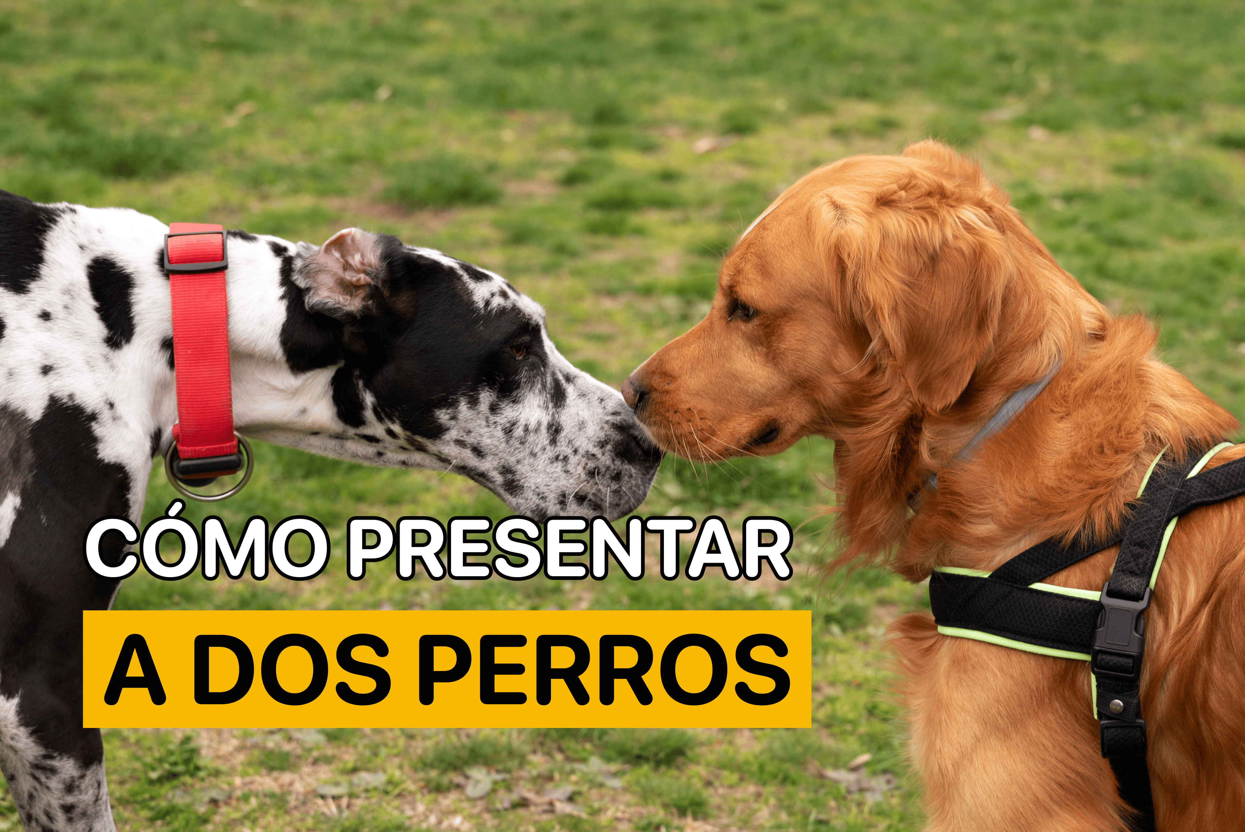 como presentar a dos perros