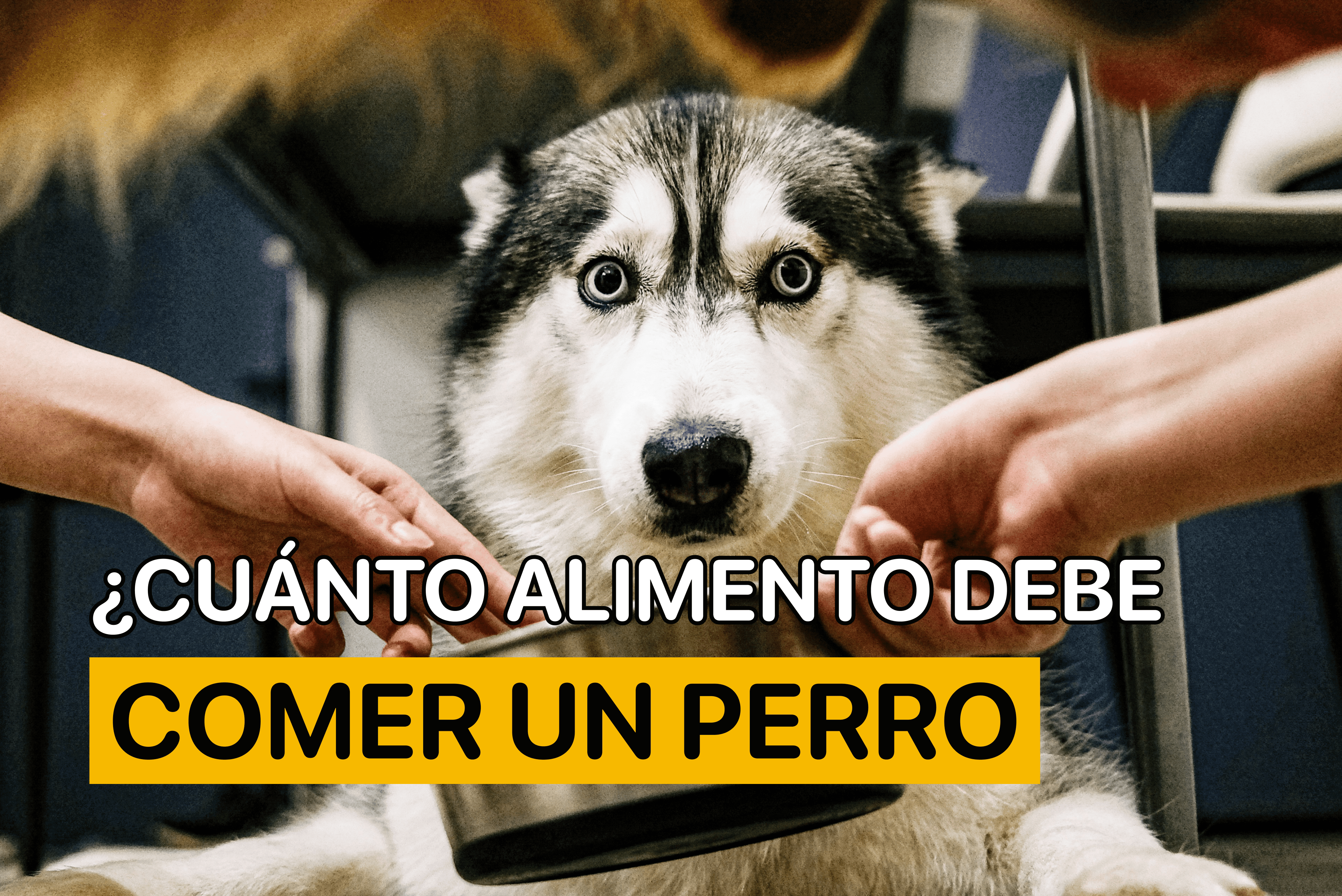 cuanto alimento debe comer un perro