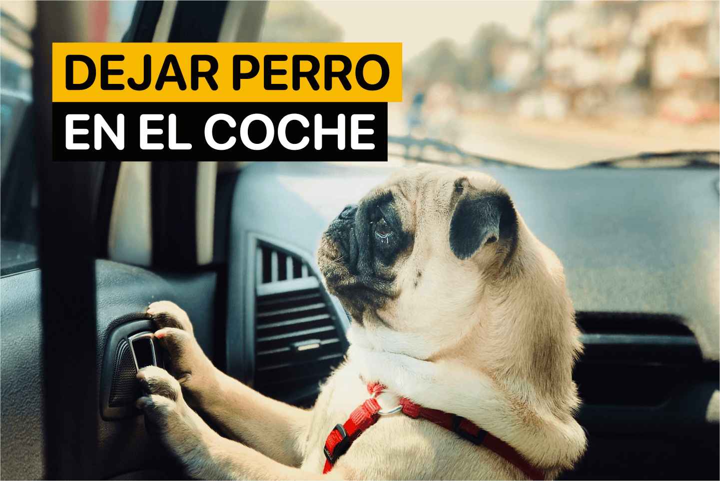 Dejar perro en el coche