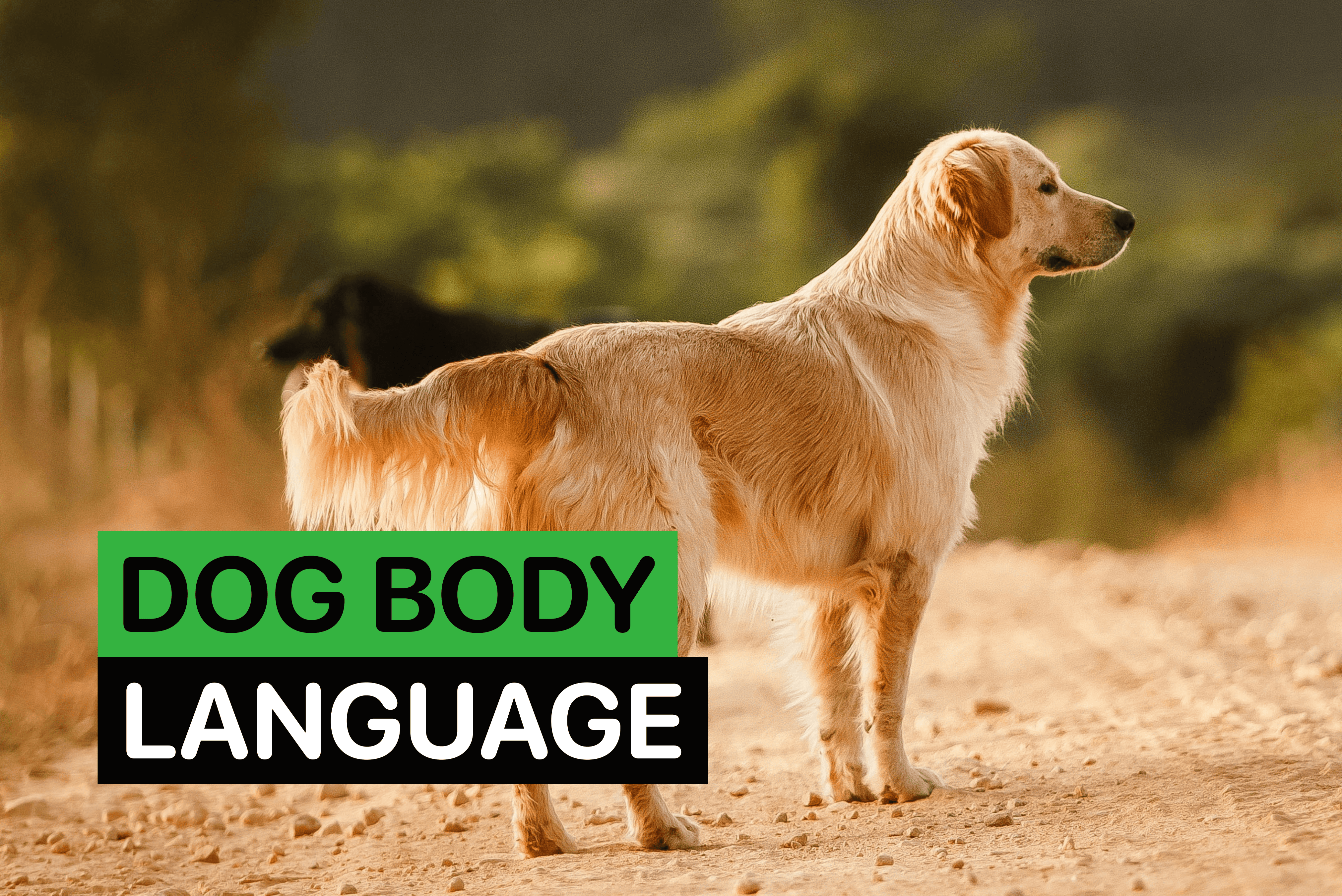 dog body language explained