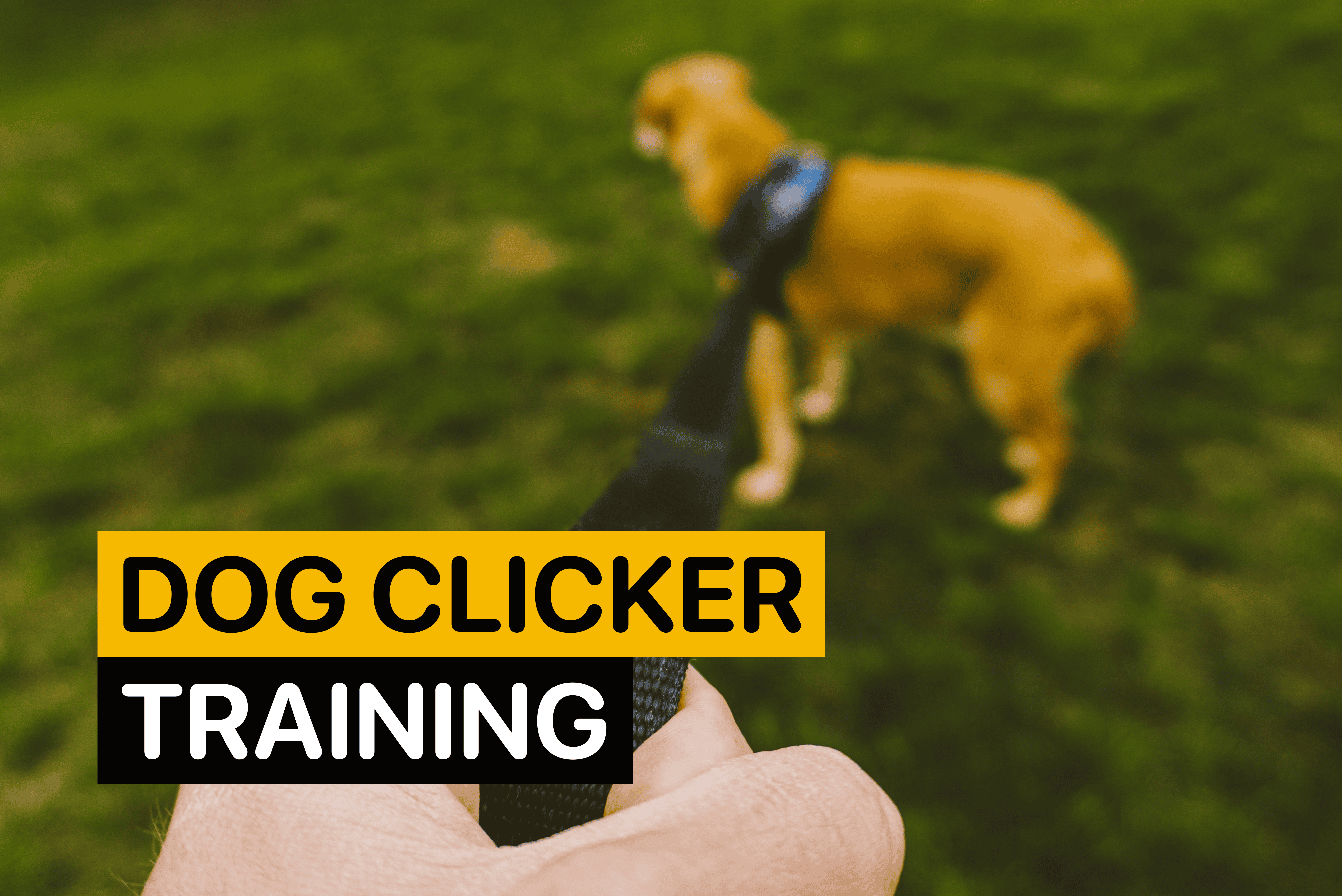 dog clicker training