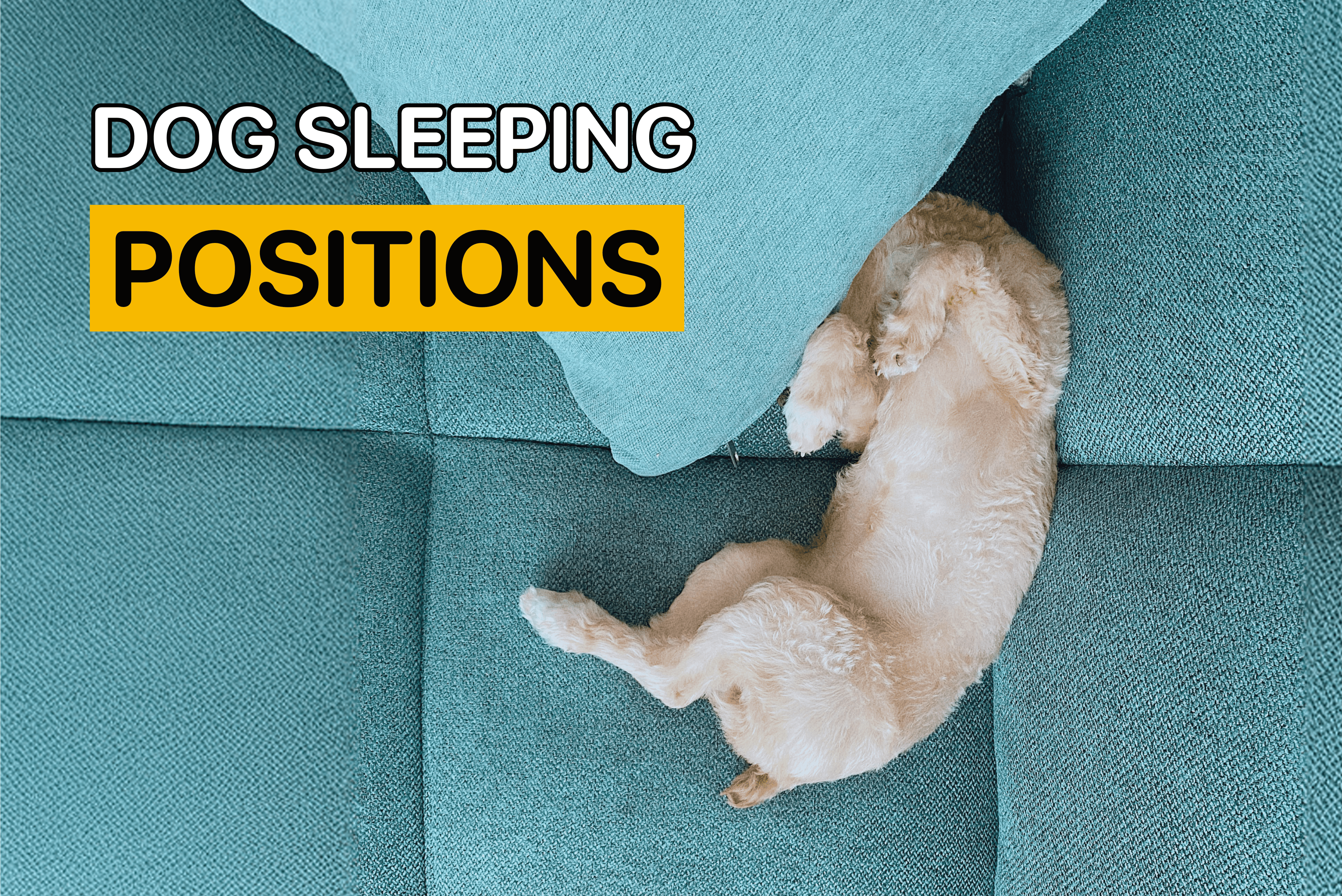 top dog sleeping positions