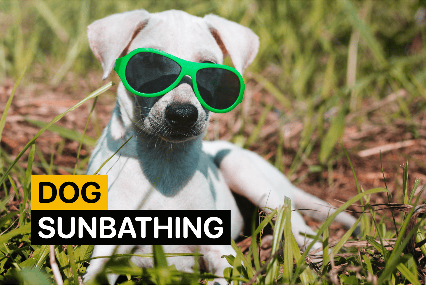 Dog Sunbathing