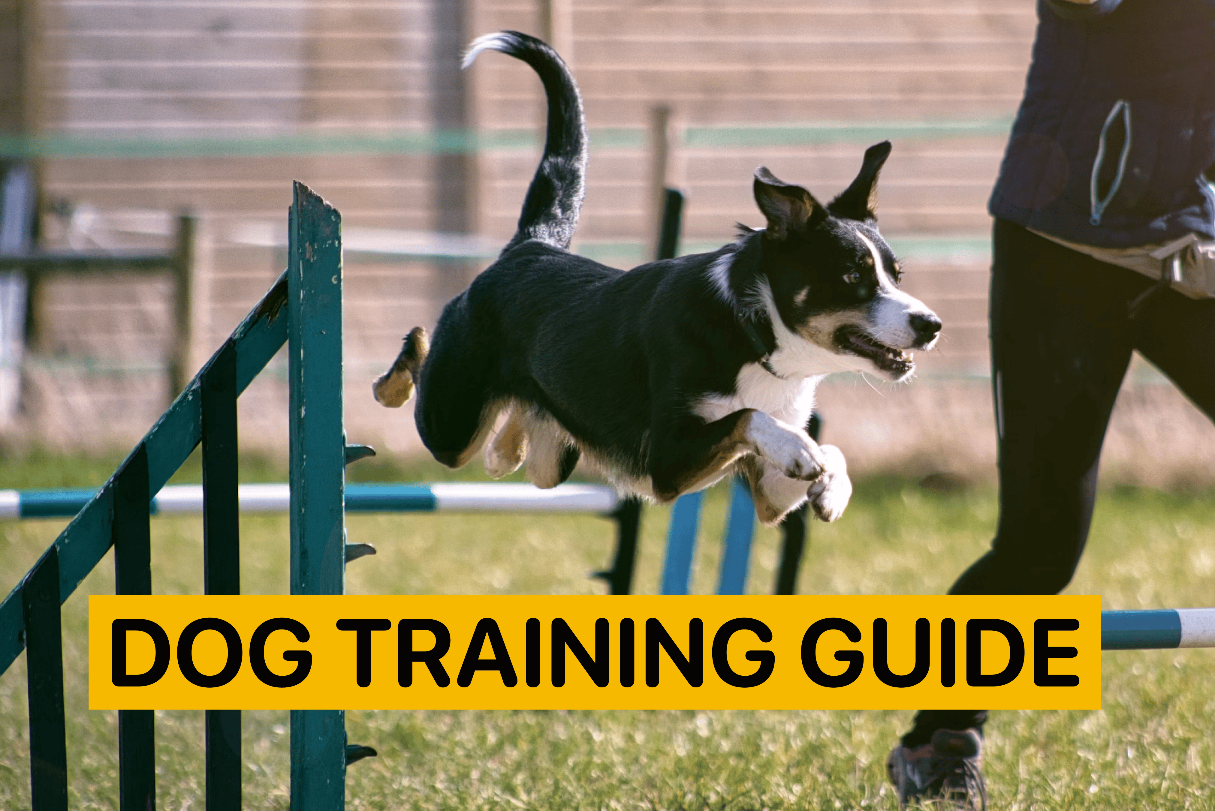 Dog Training Guide