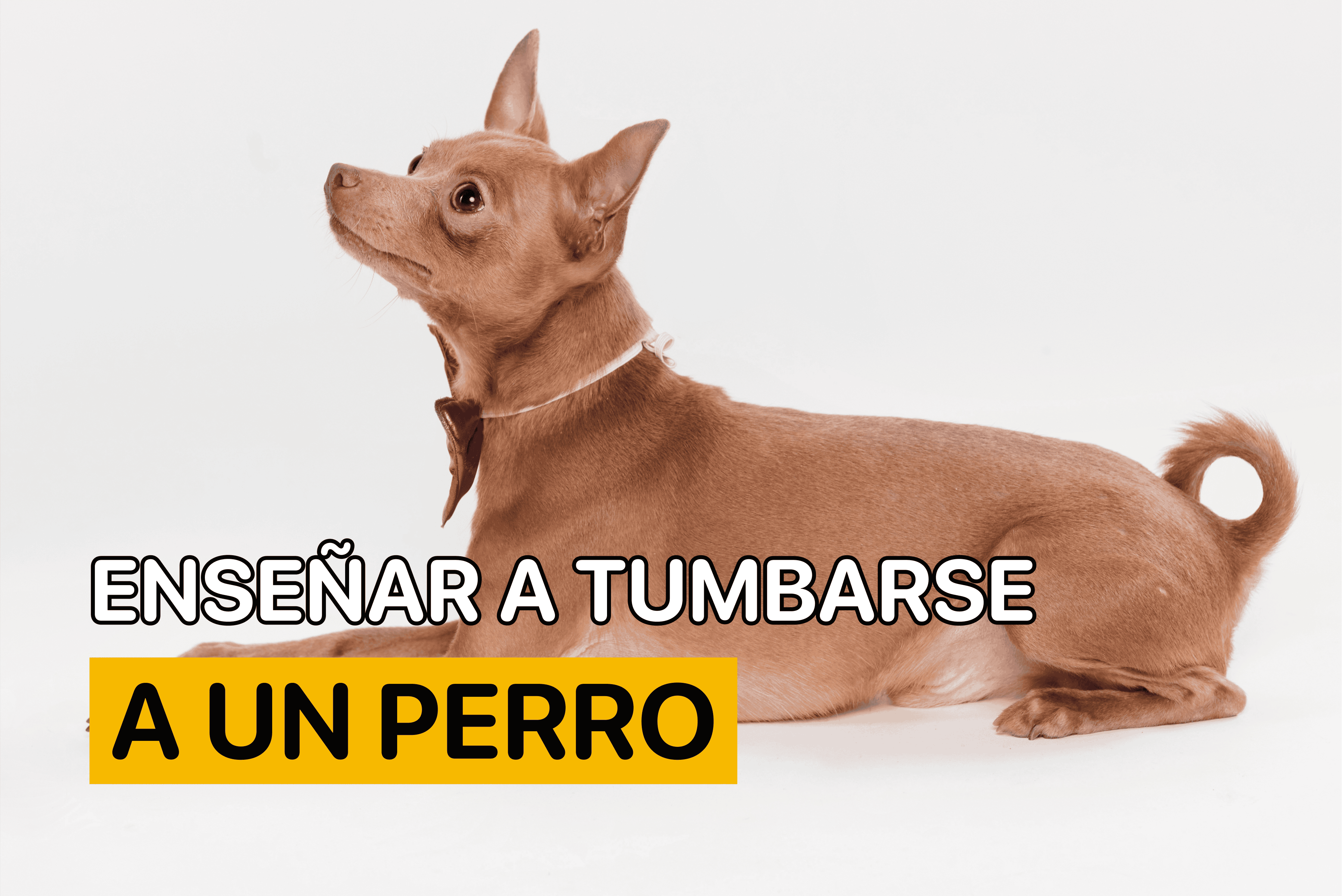 Enseñar a Tumbarse a un Perro