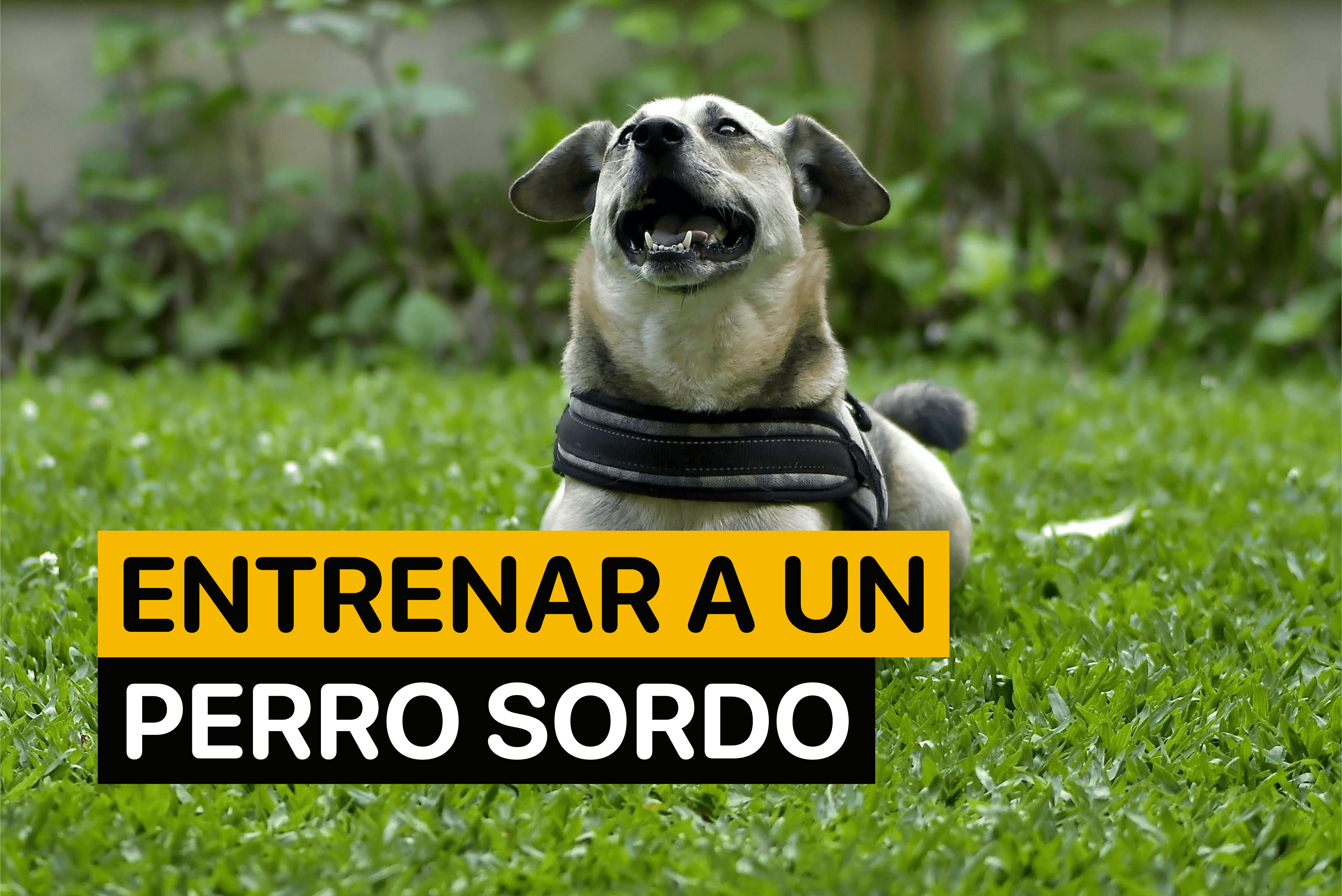 entrenar a un perro sordo