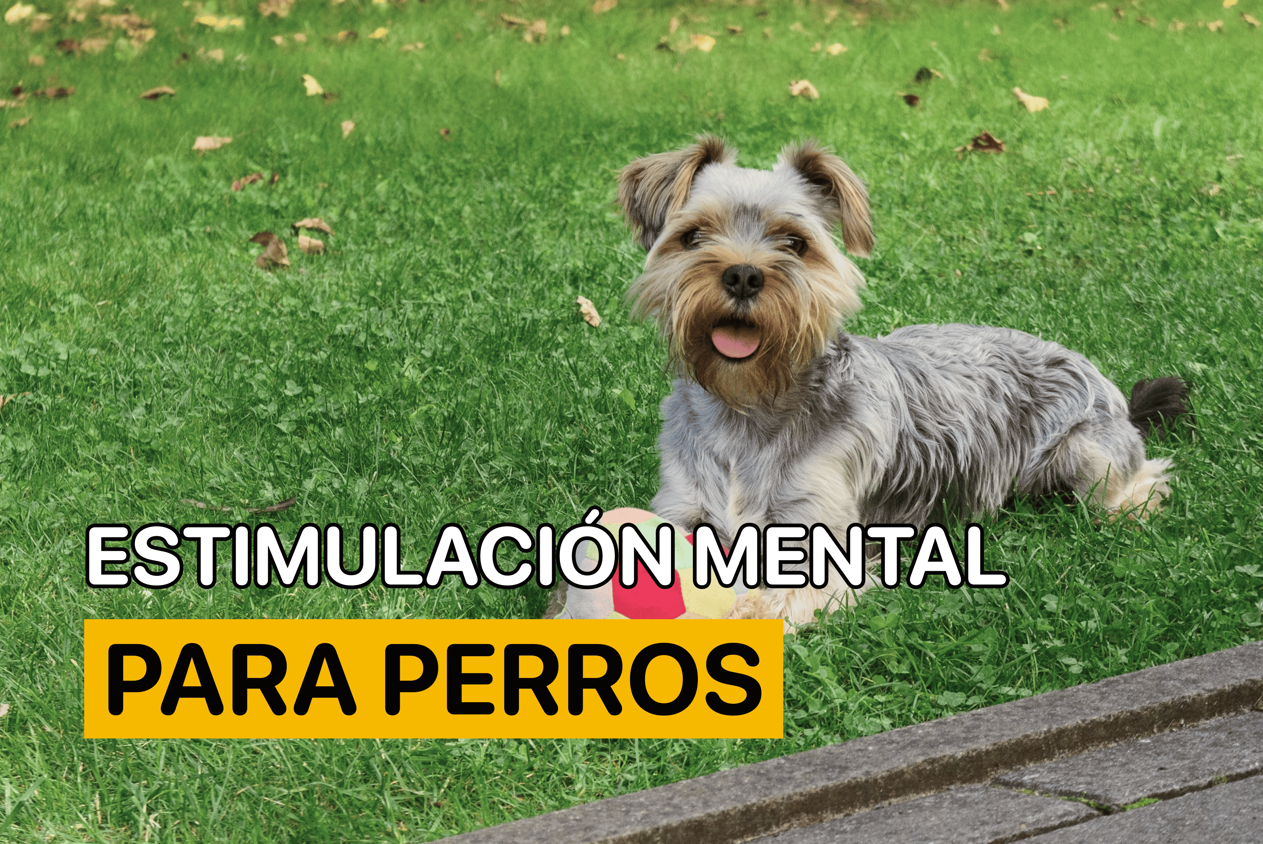 estimulacion mental perros
