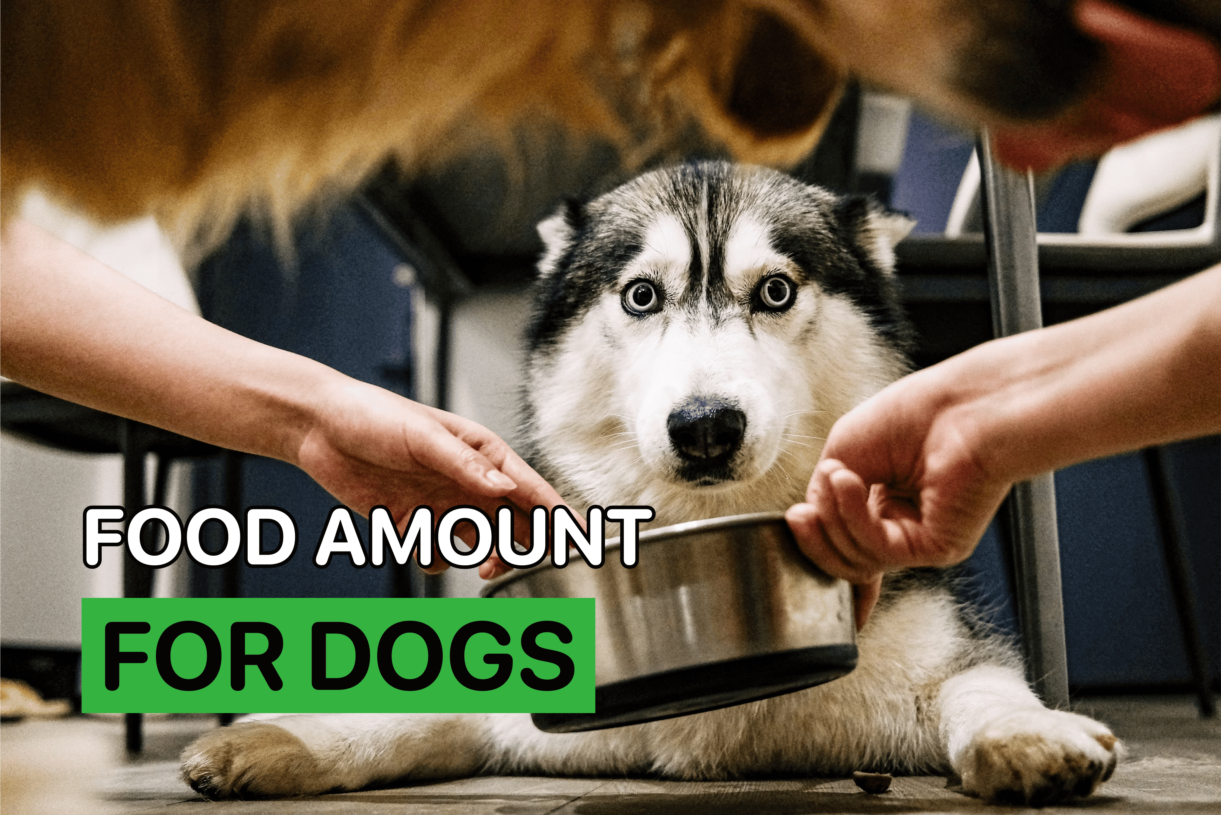 food amount for dogs