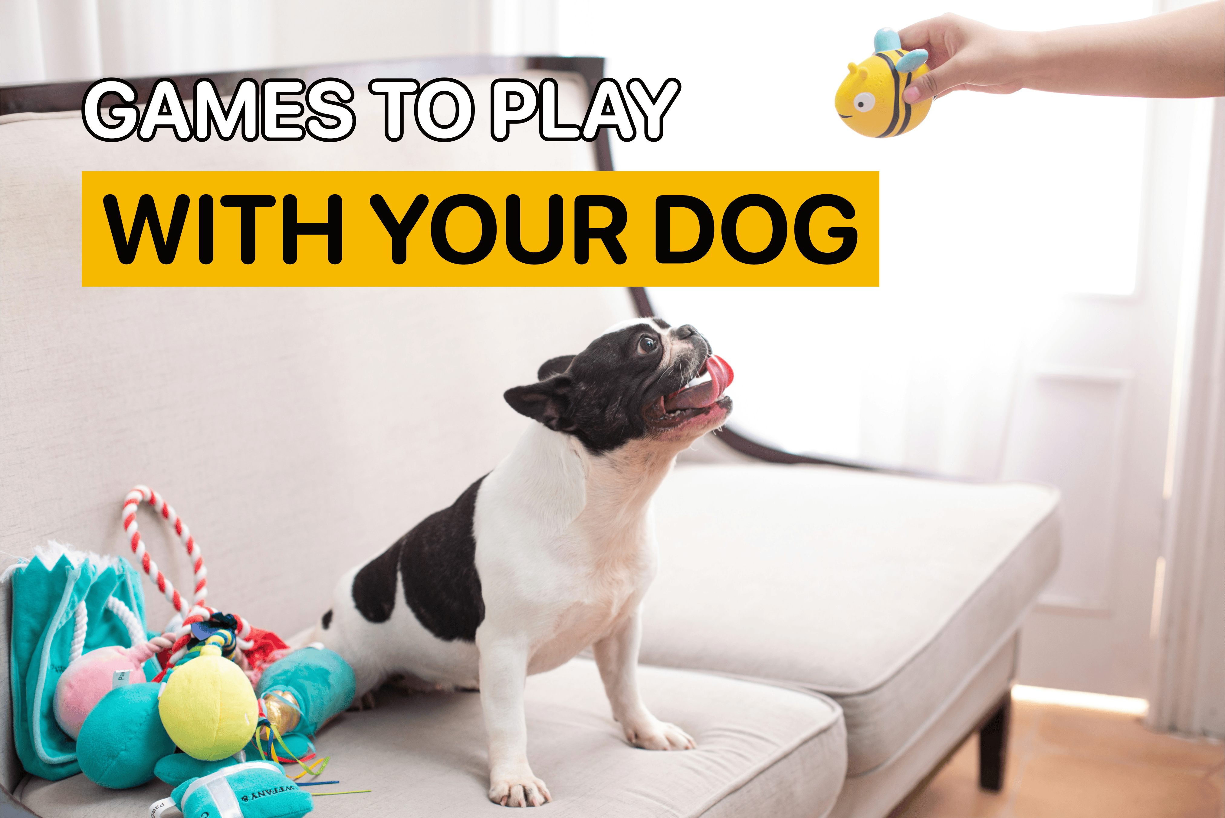 games to play with your dog