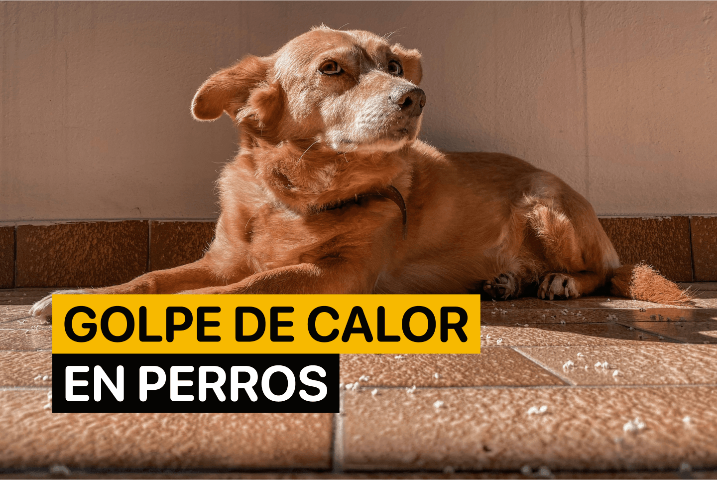 Golpe de Calor en Perros
