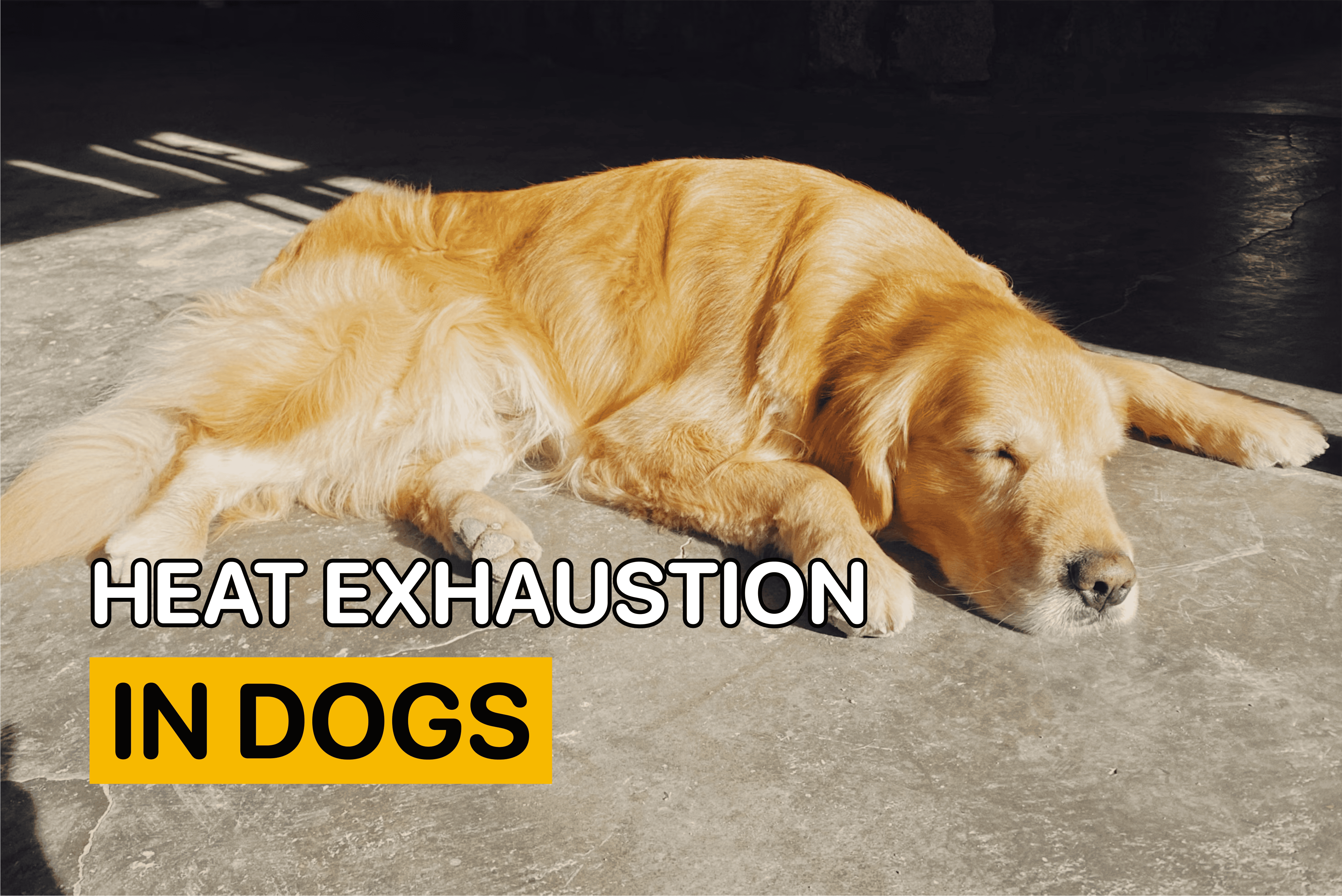 Heat Exhaustion in Dogs