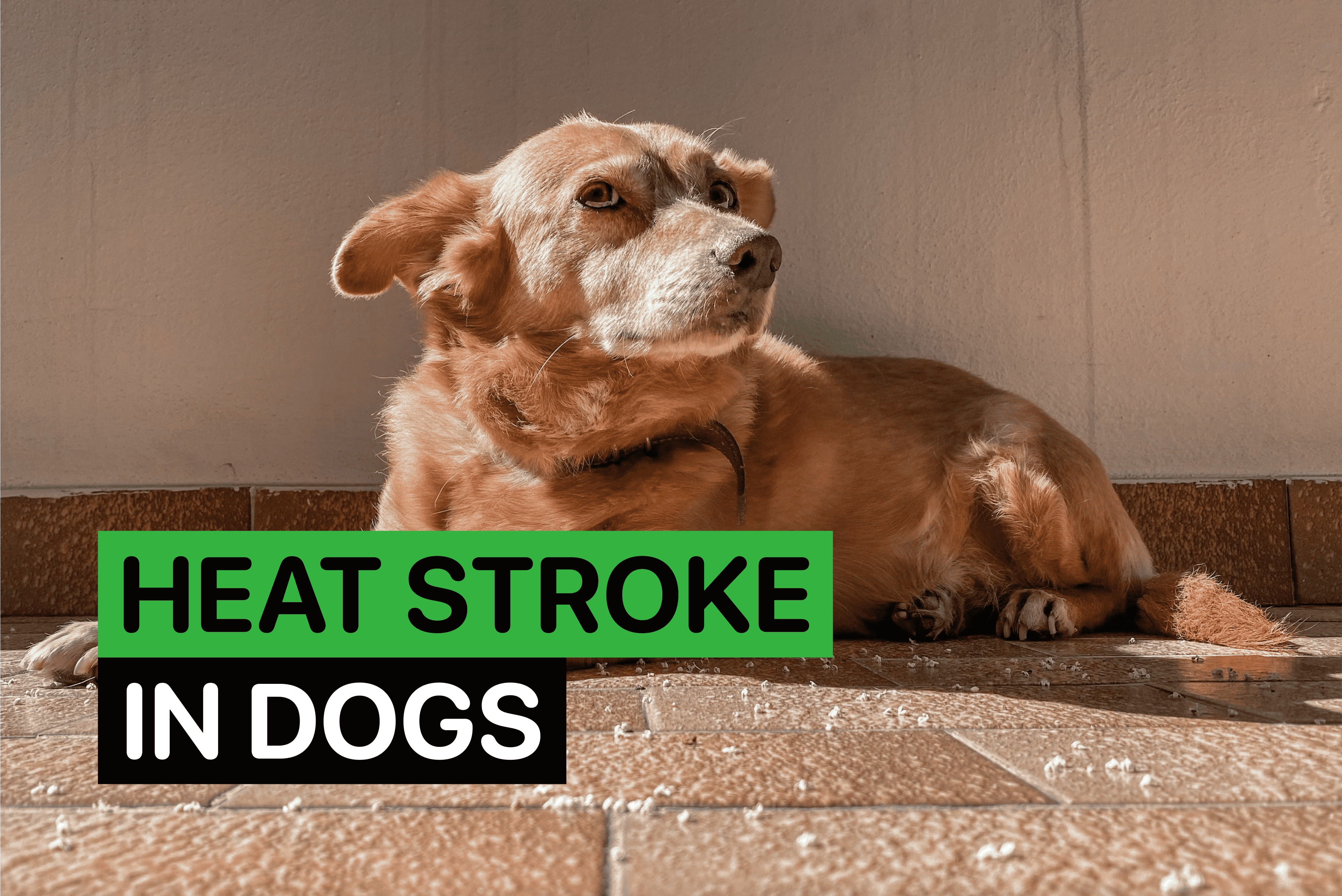 Heat Stroke in Dogs