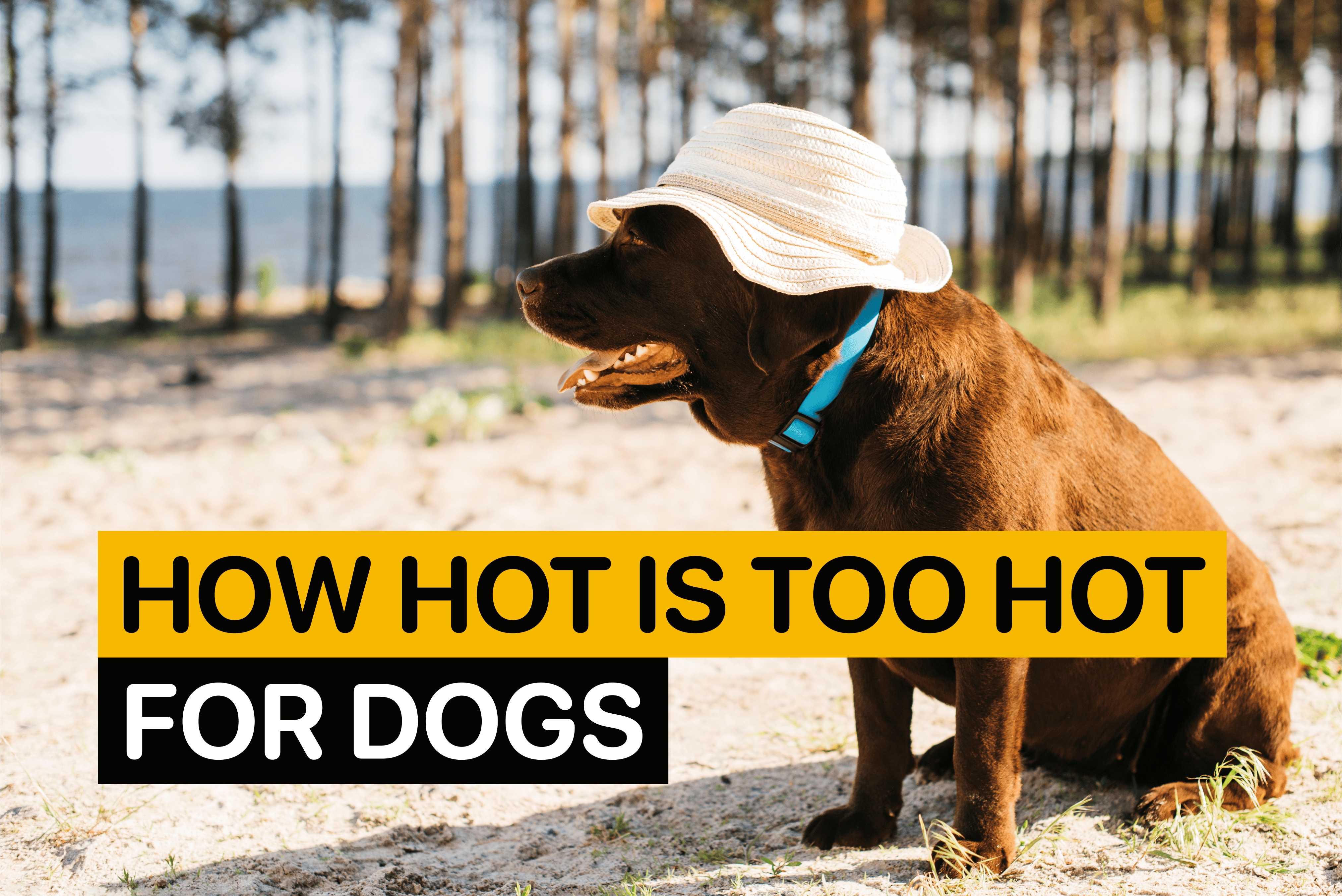 How Hot is Too Hot for Dogs