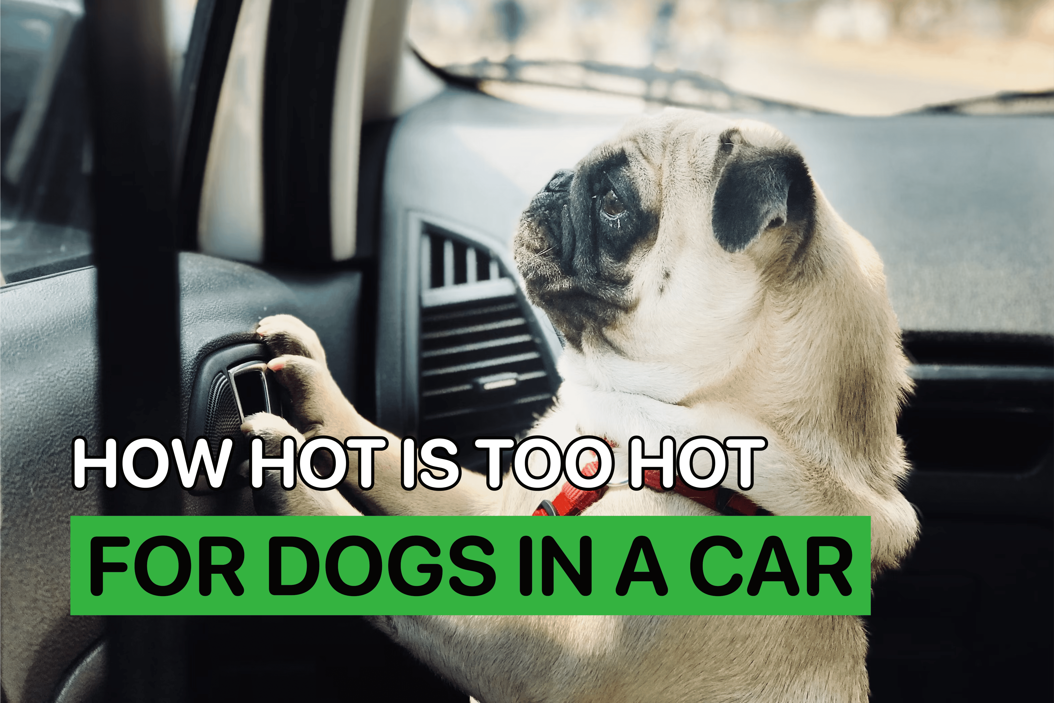 How Hot is Too Hot for Dogs in a Car