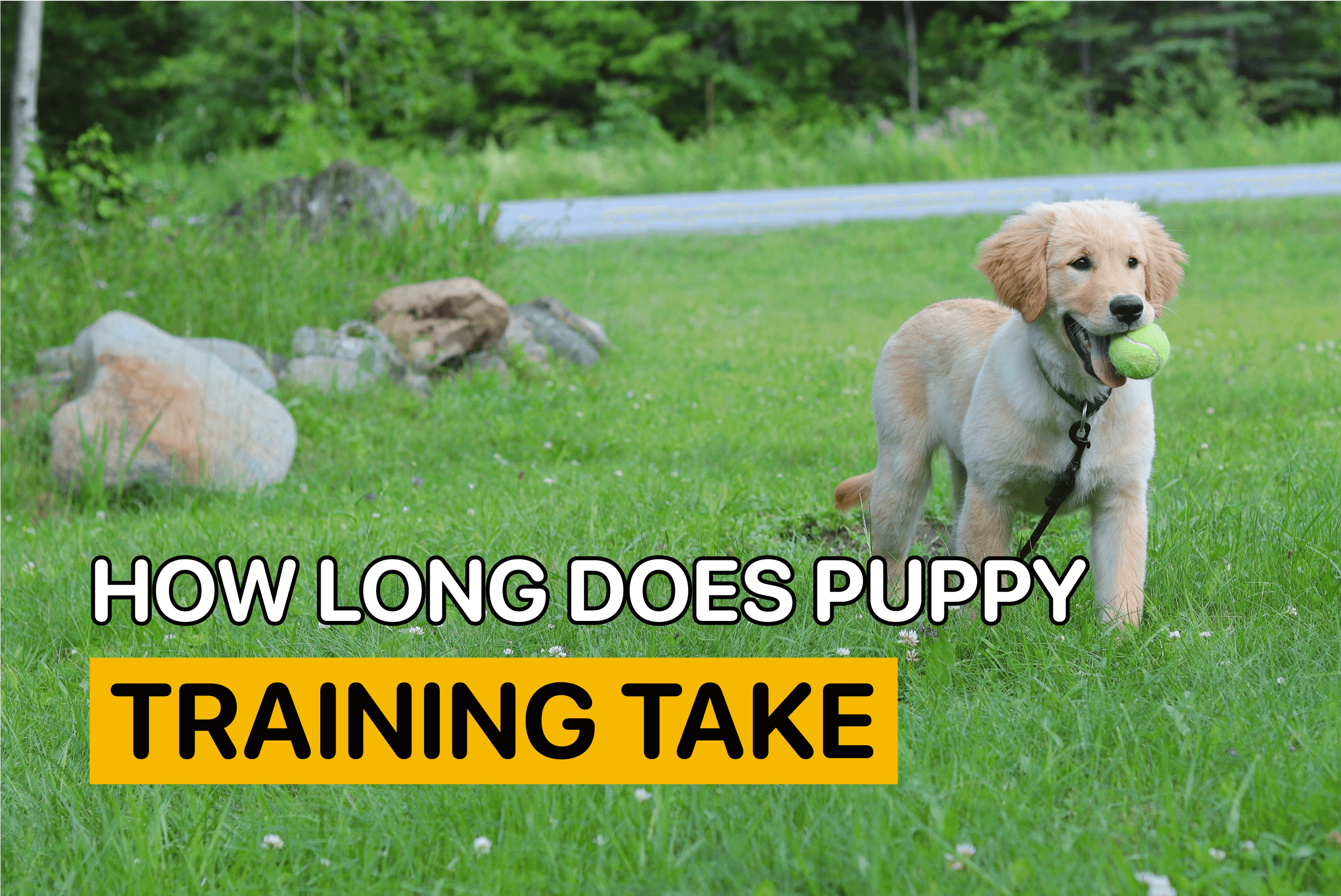 How long does puppy training take