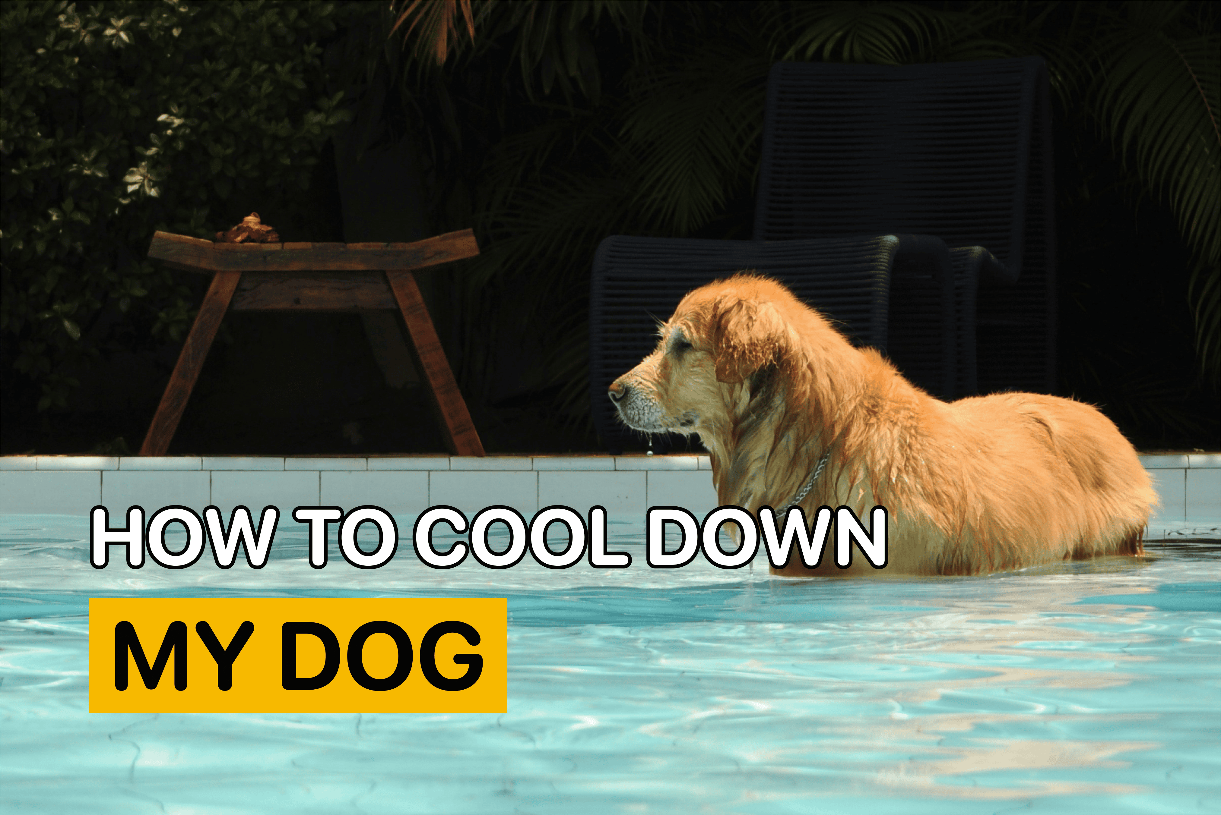 How to Cool Down my Dog