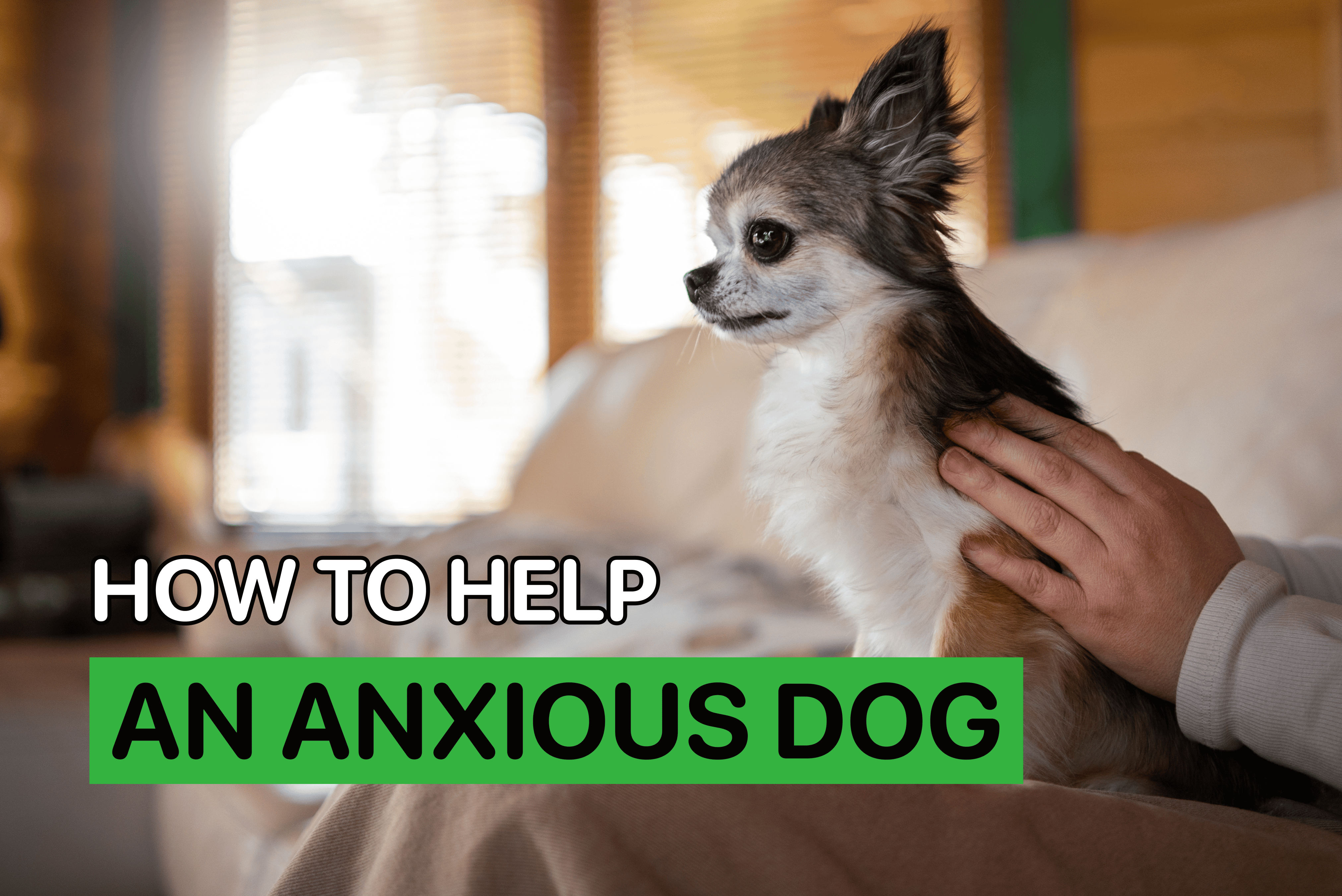 how to help an anxious dog
