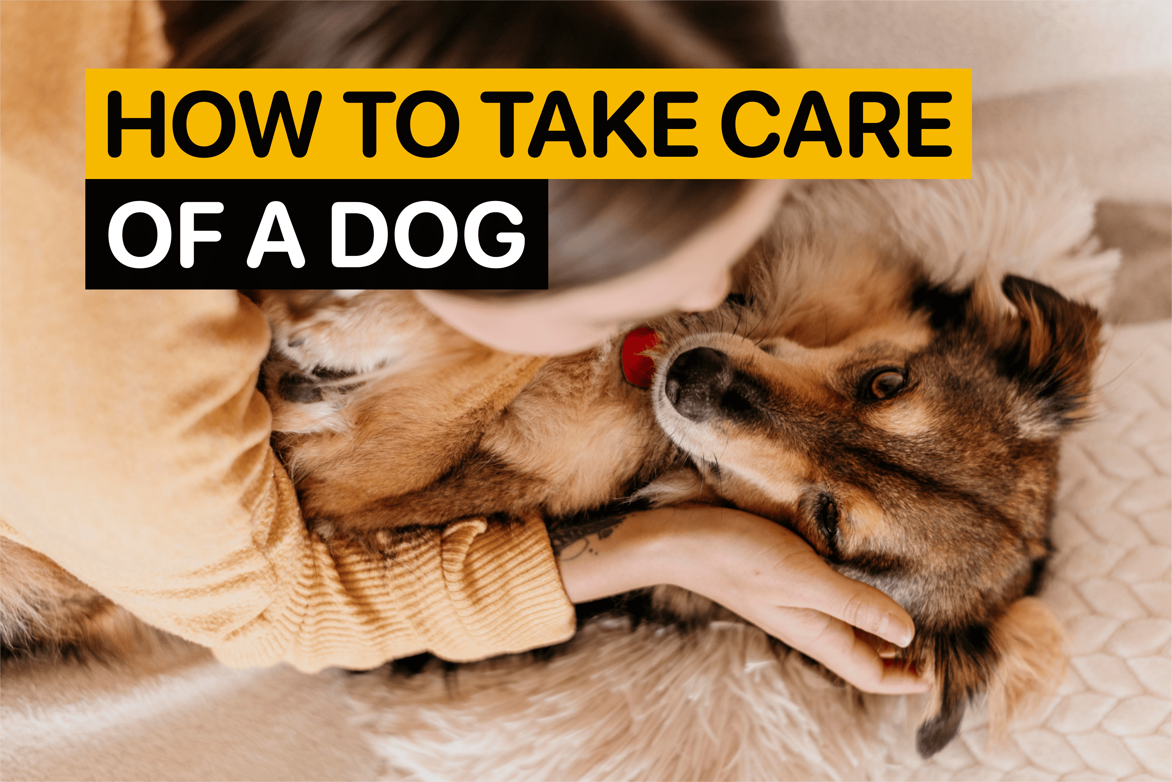 how to take care of a dog