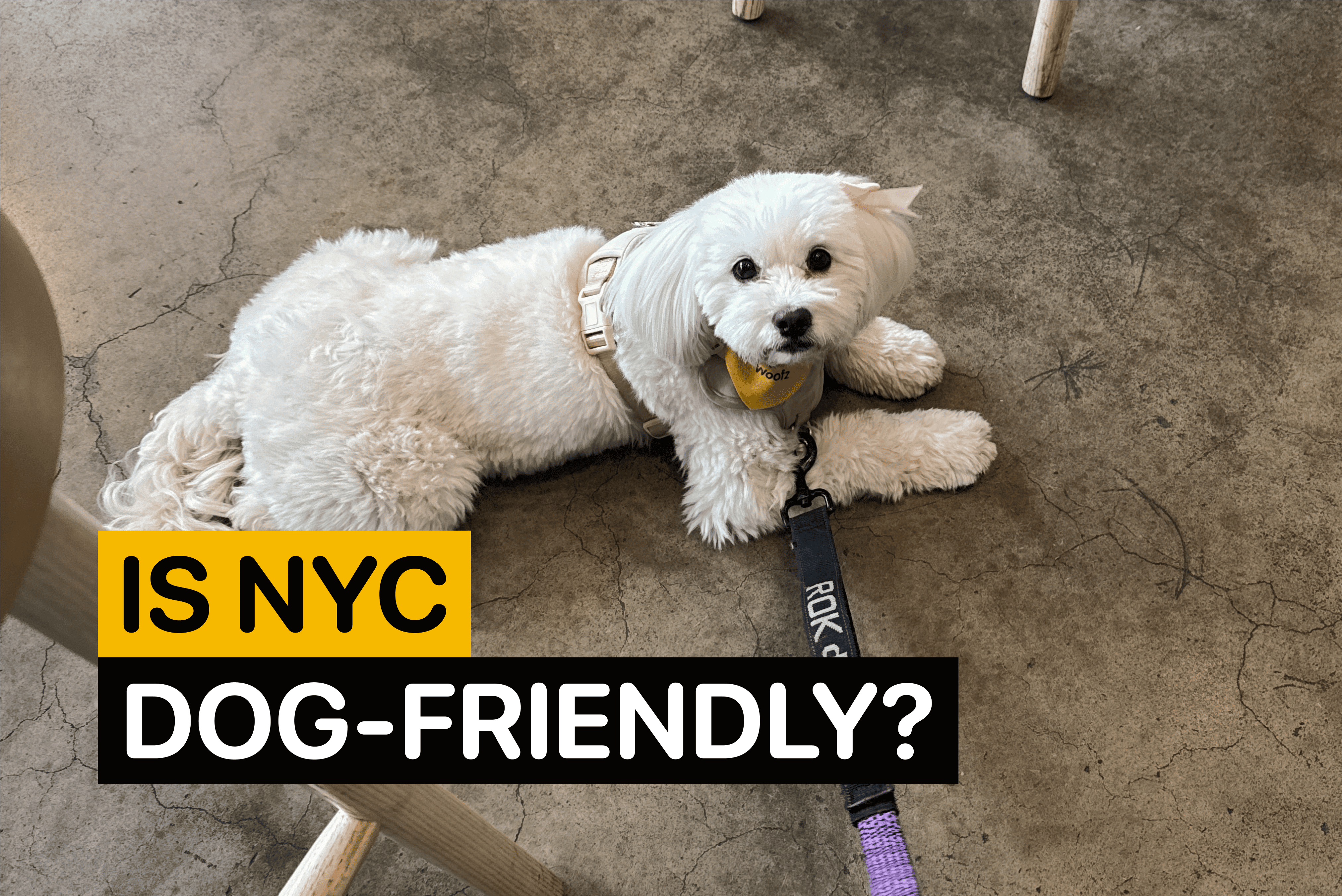 is NYC dog-friendly
