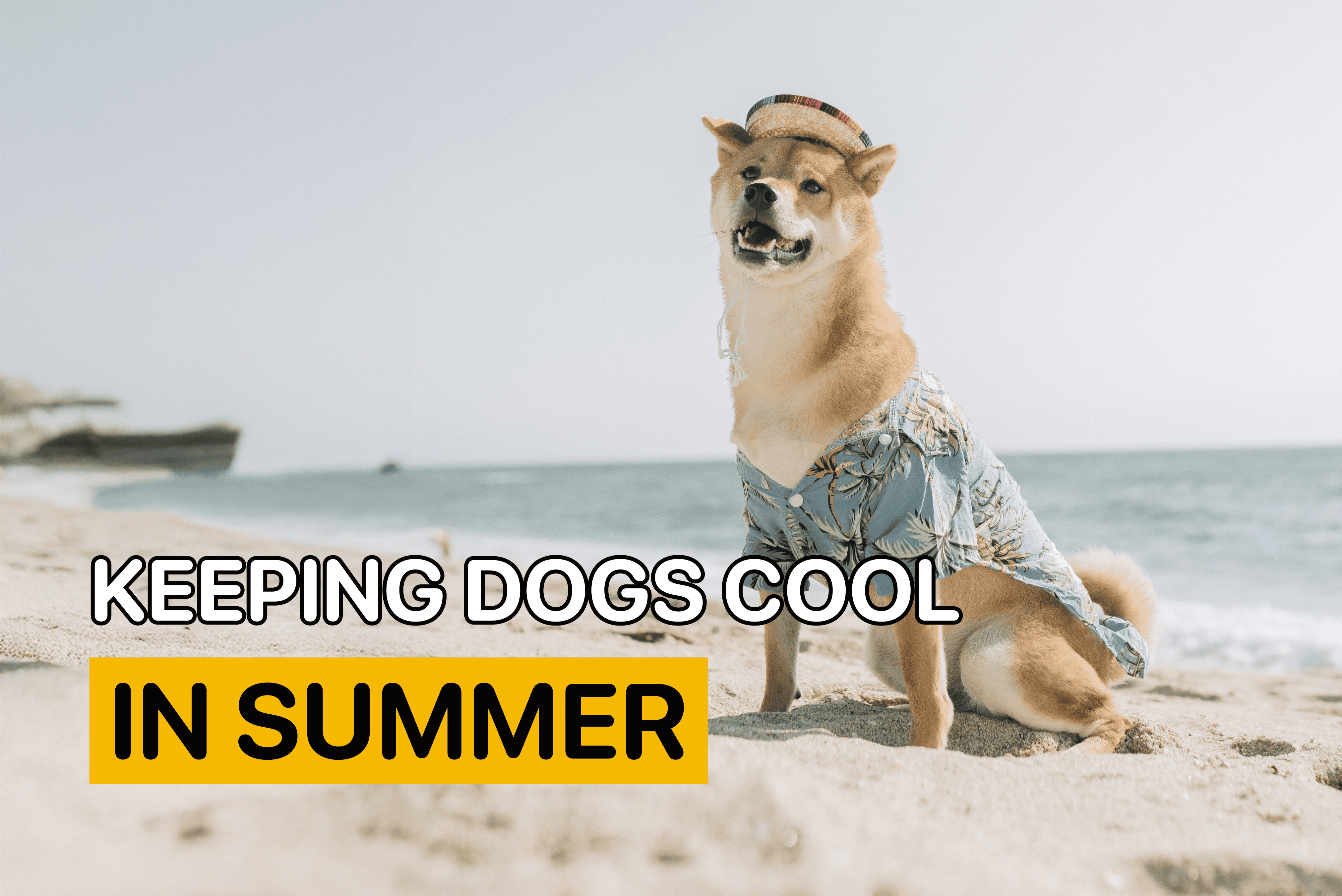Keeping Dogs Cool in Summer