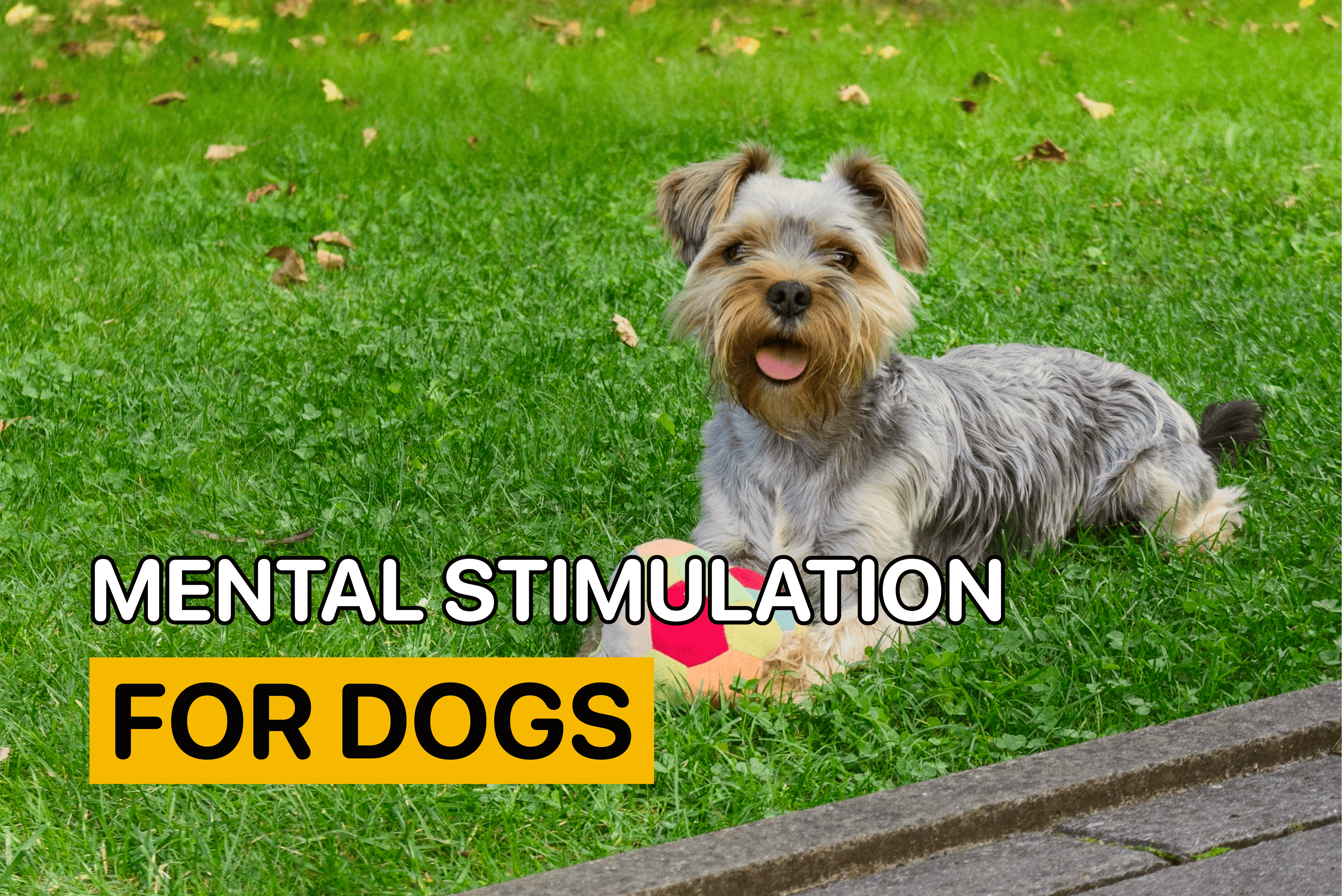 mental stimulation for dogs