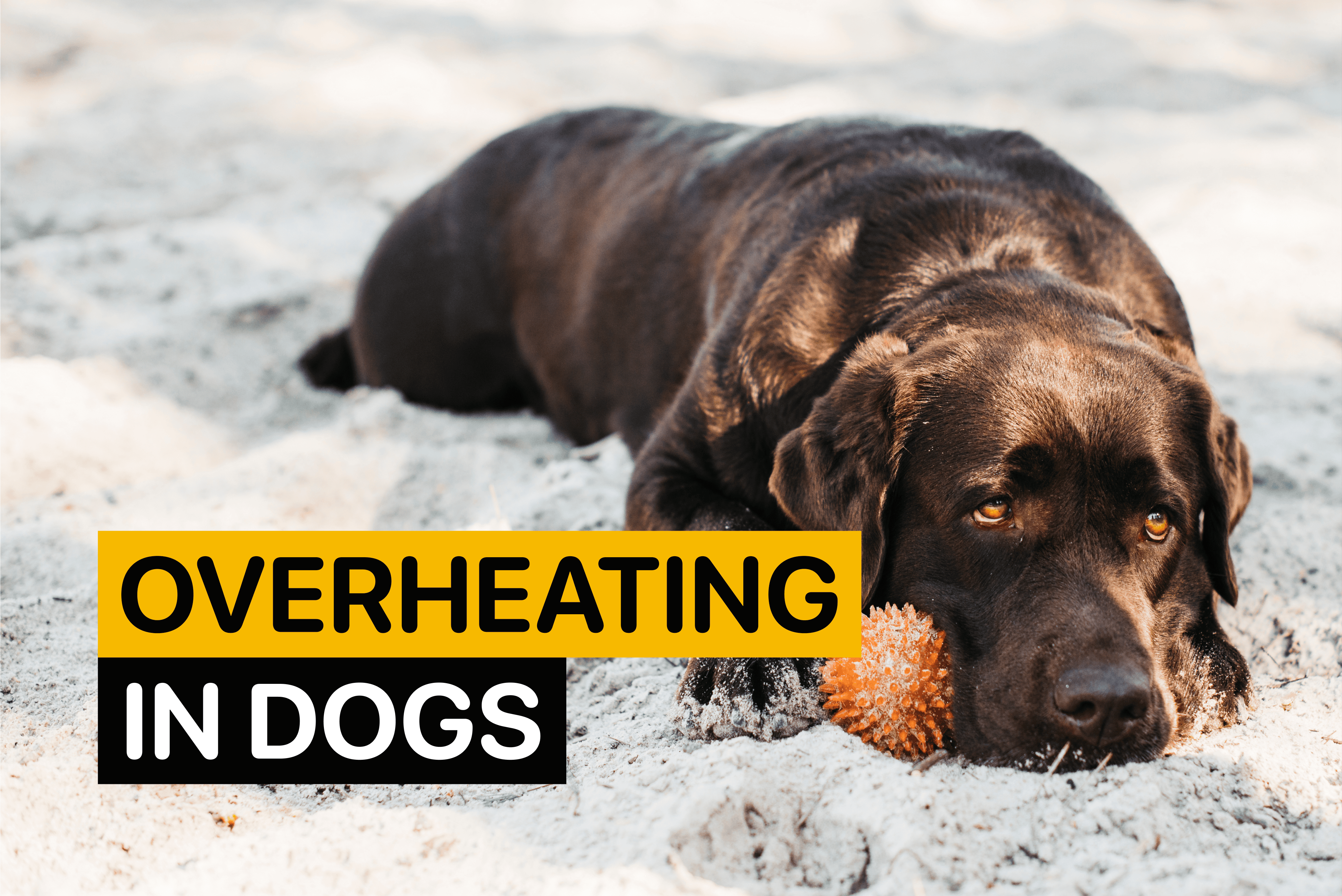 Overheating in Dogs