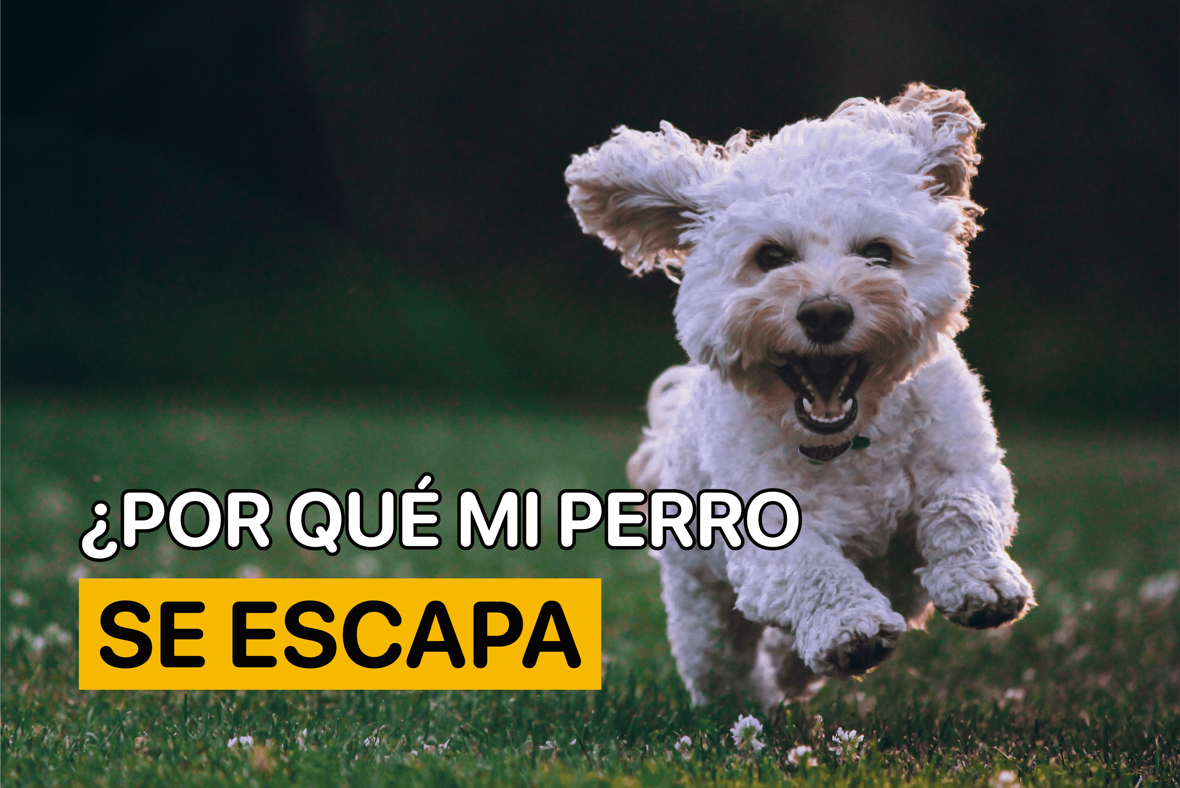 Por Que Mi Perro Se Escapa