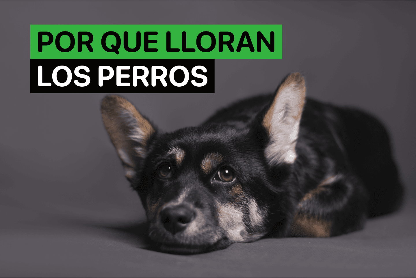 Por que lloran los perros