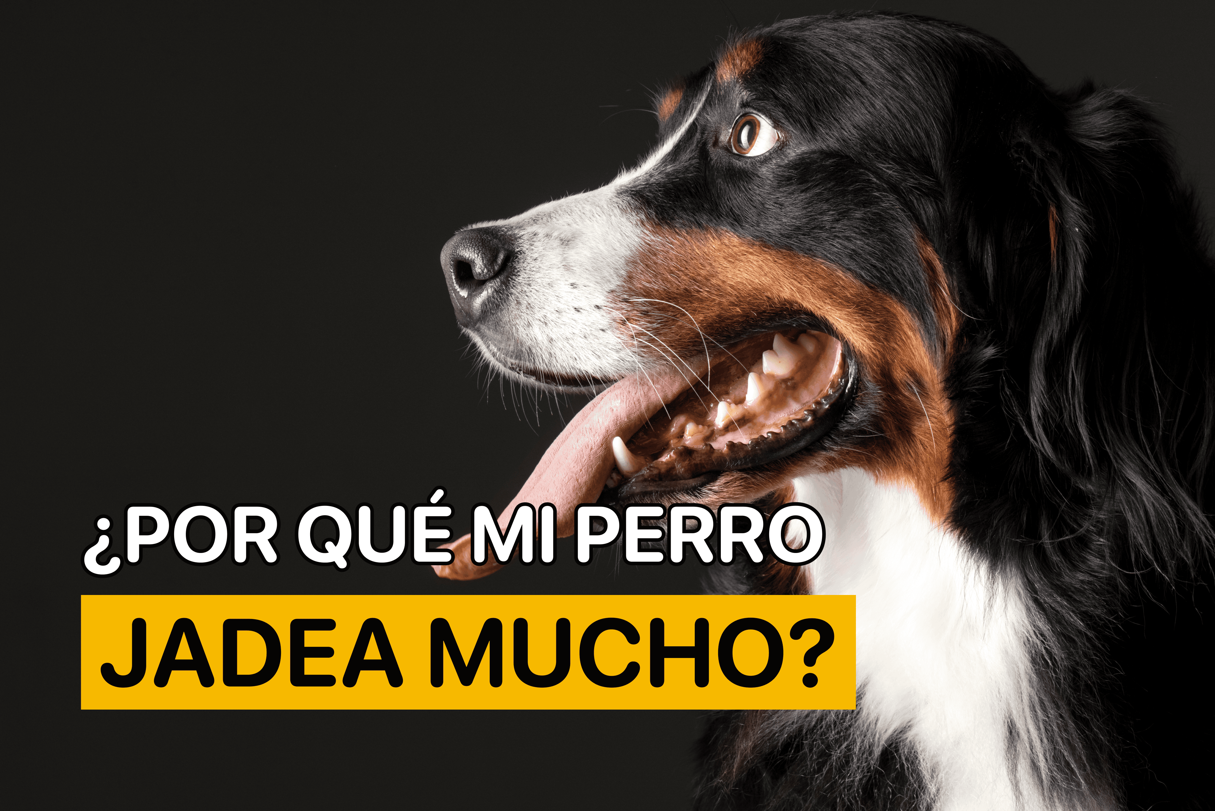 Por qué mi perro jadea mucho