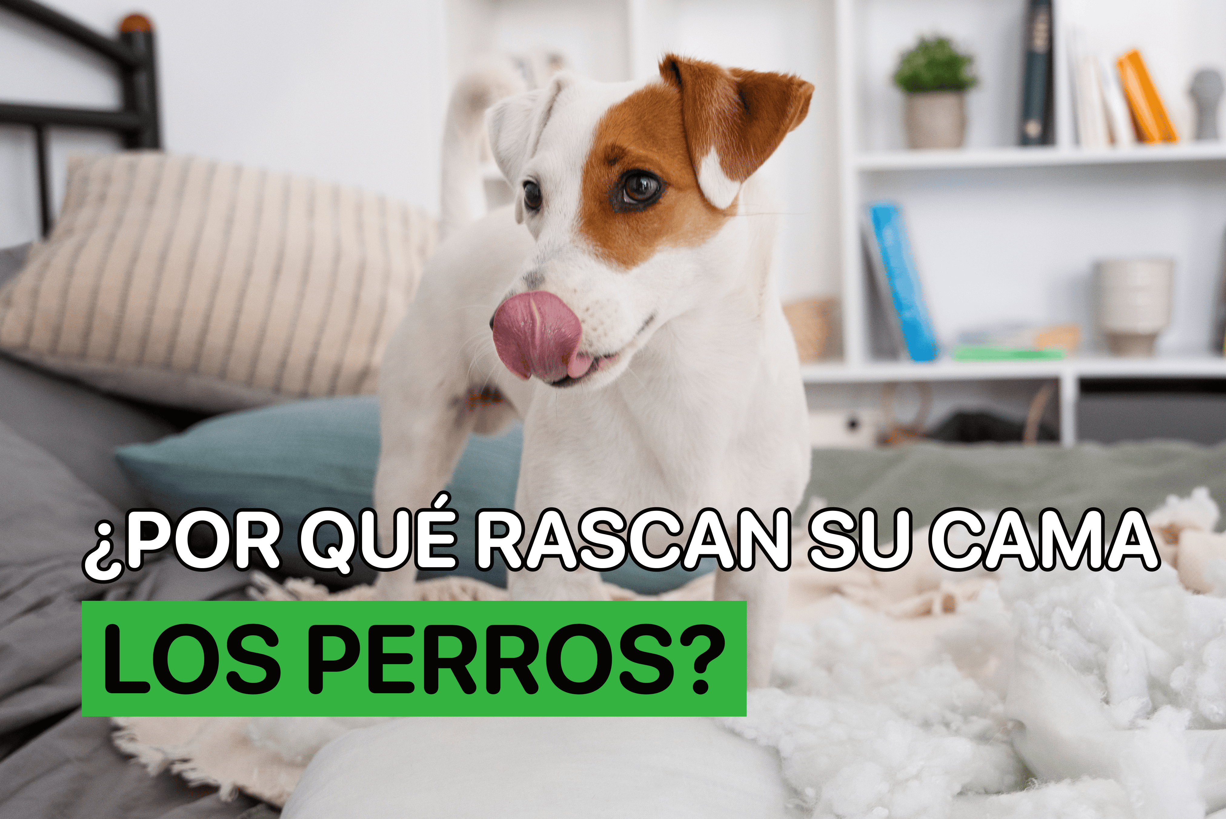 por que rascan su cama los perros