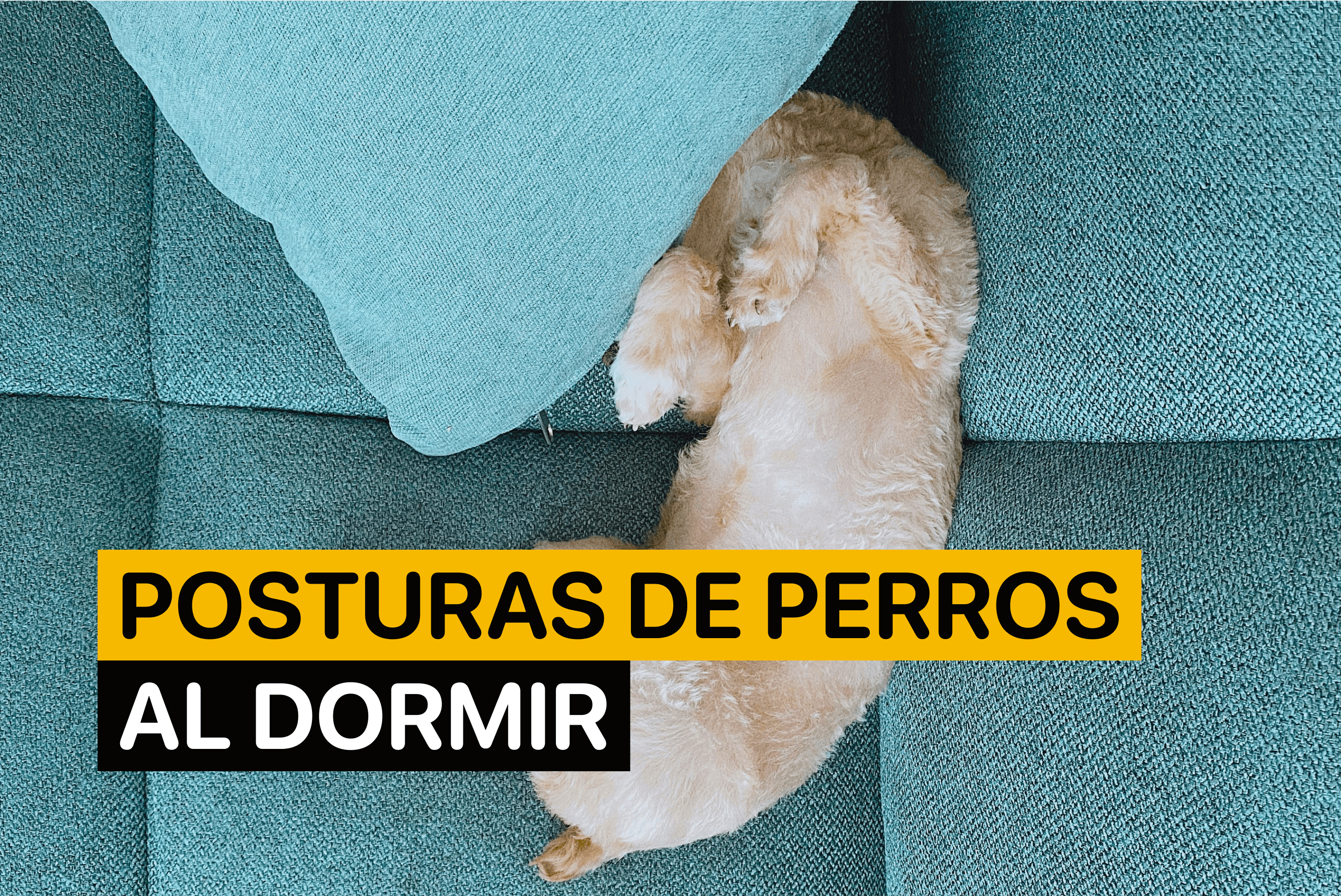 Posturas de Perros al Dormir