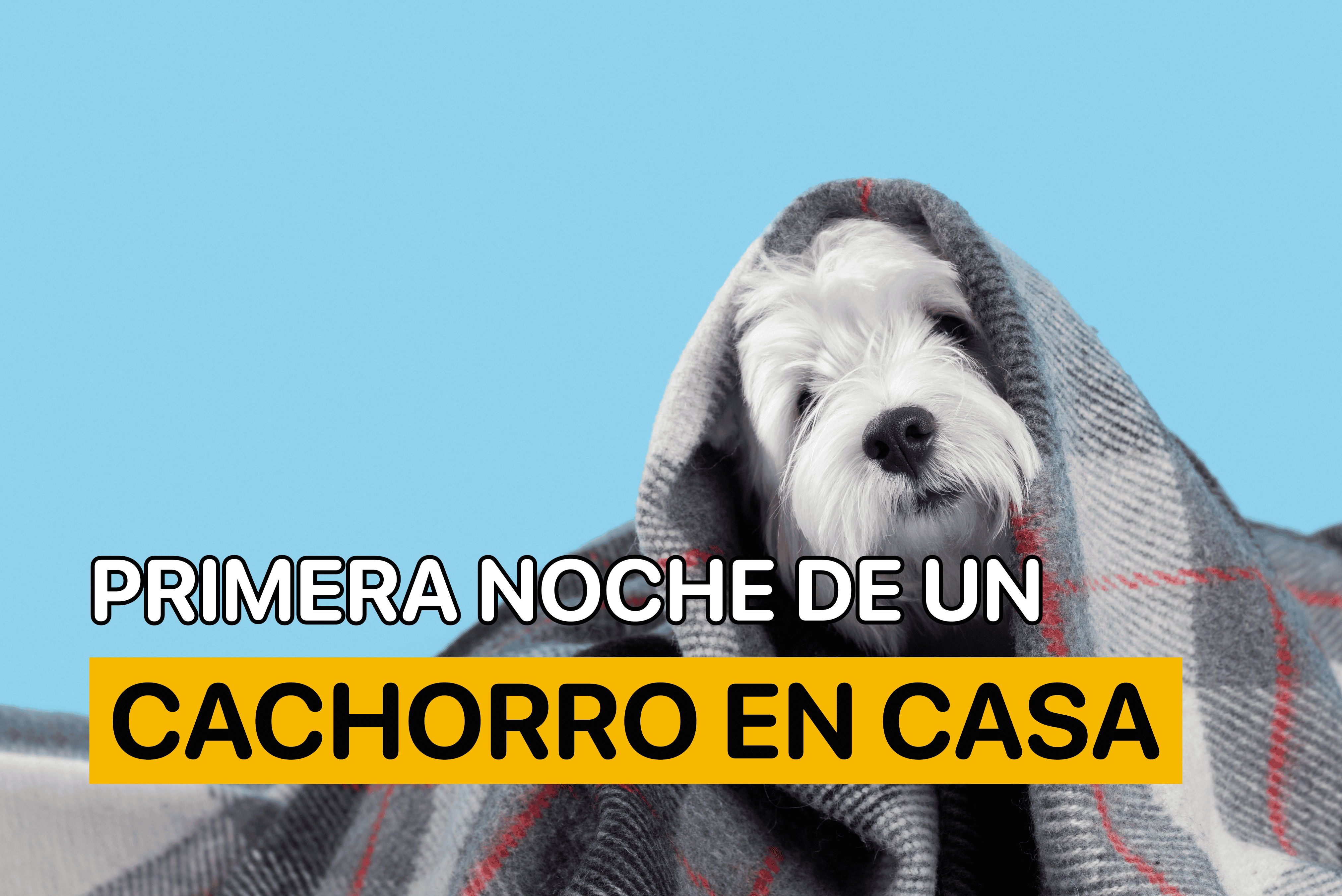primera noche de un cachorro en casa