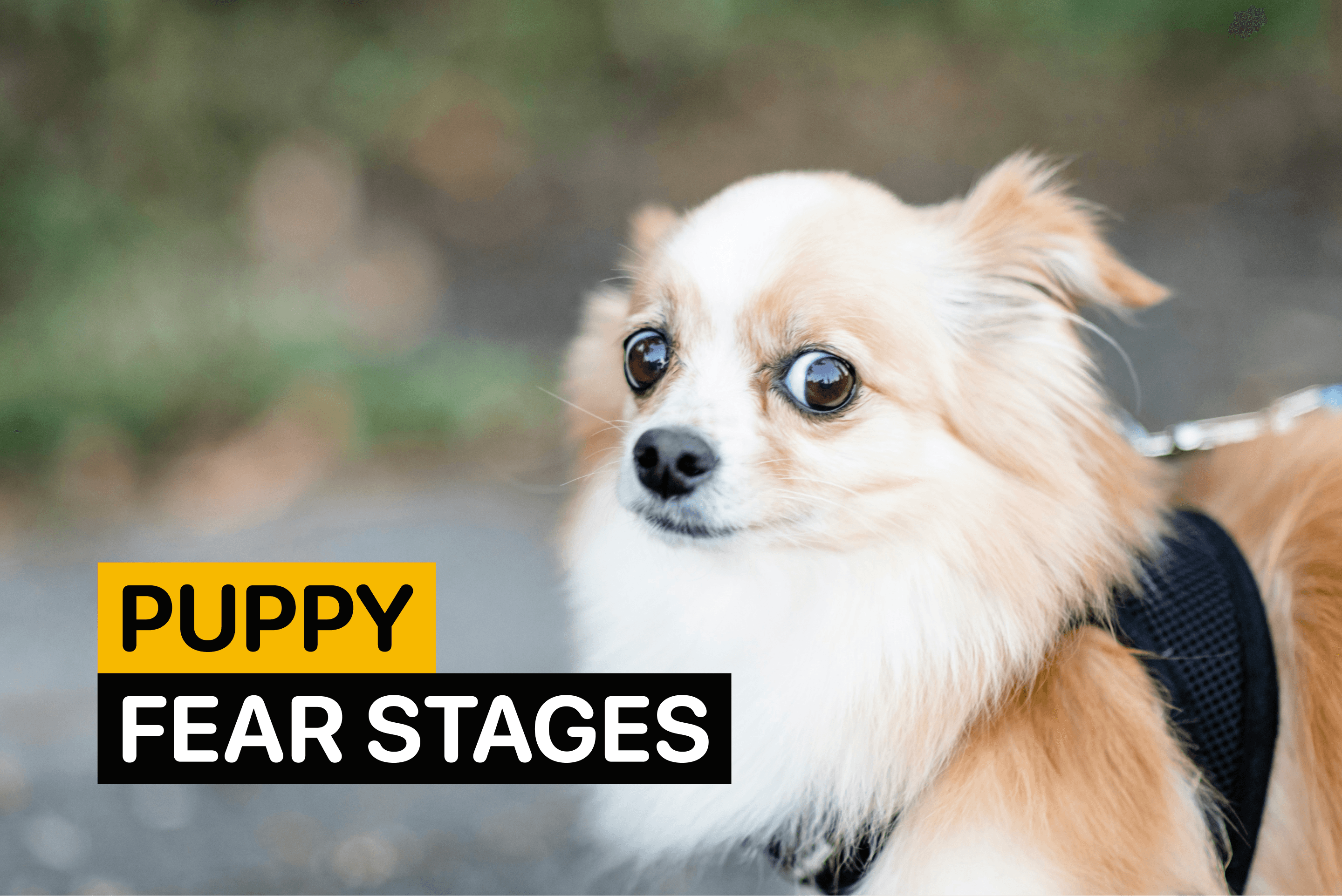 puppy fear stages