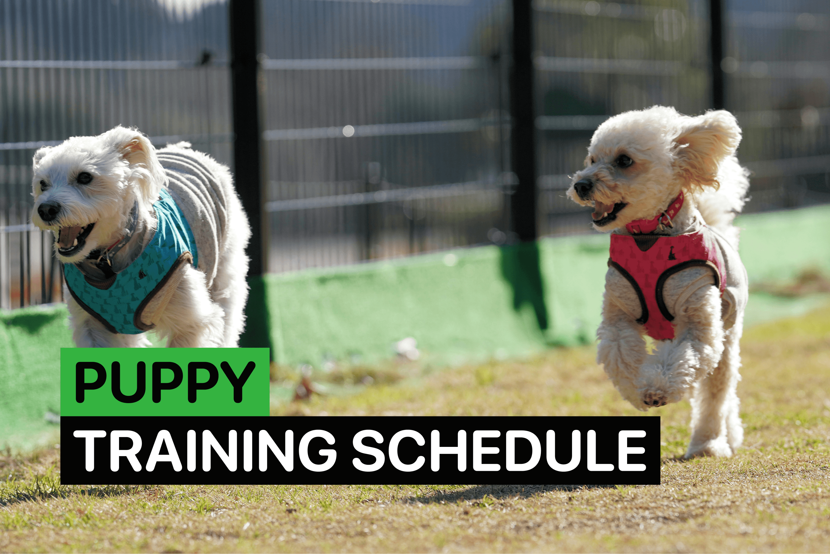 Puppy training schedule