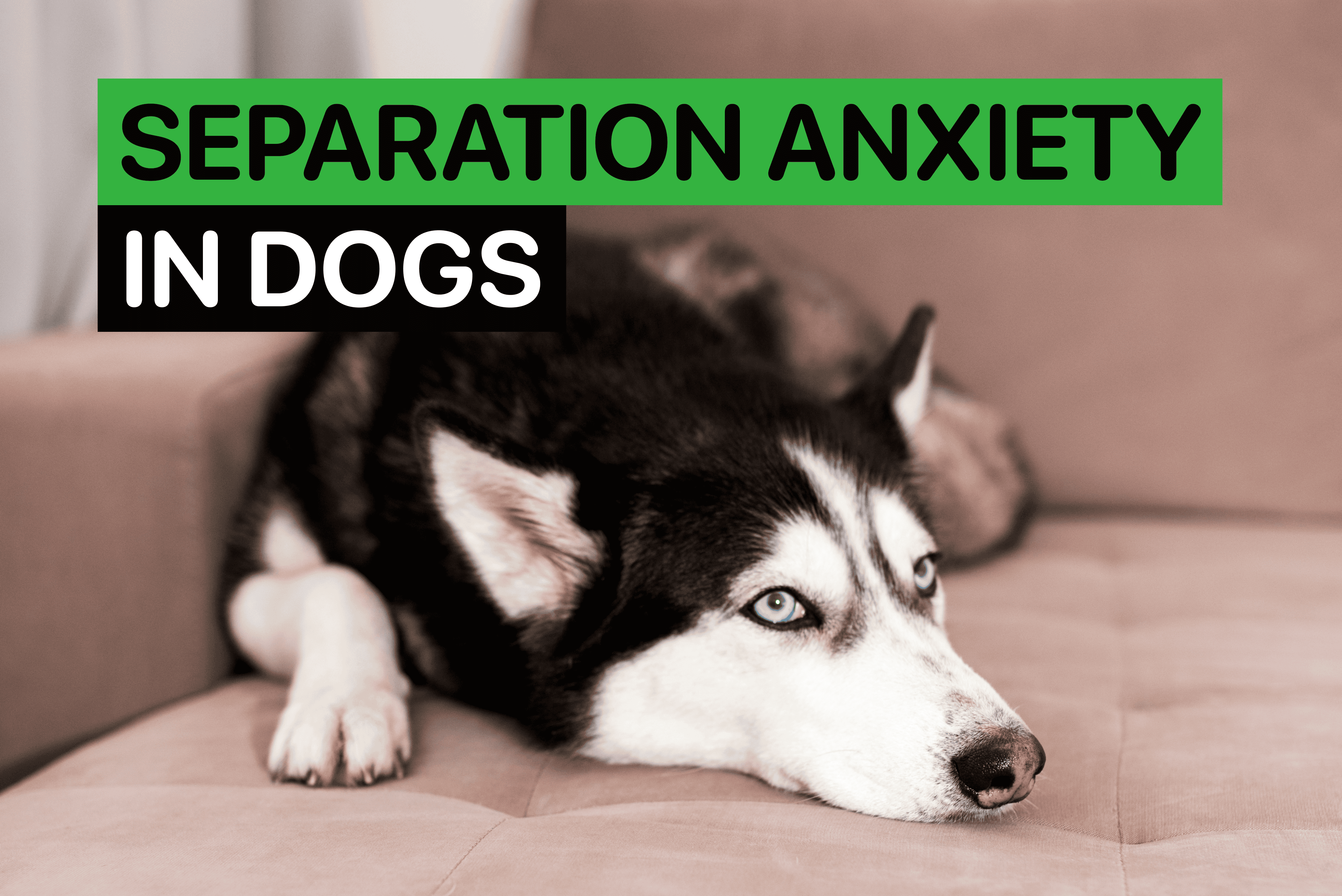 separation anxiety in dogs