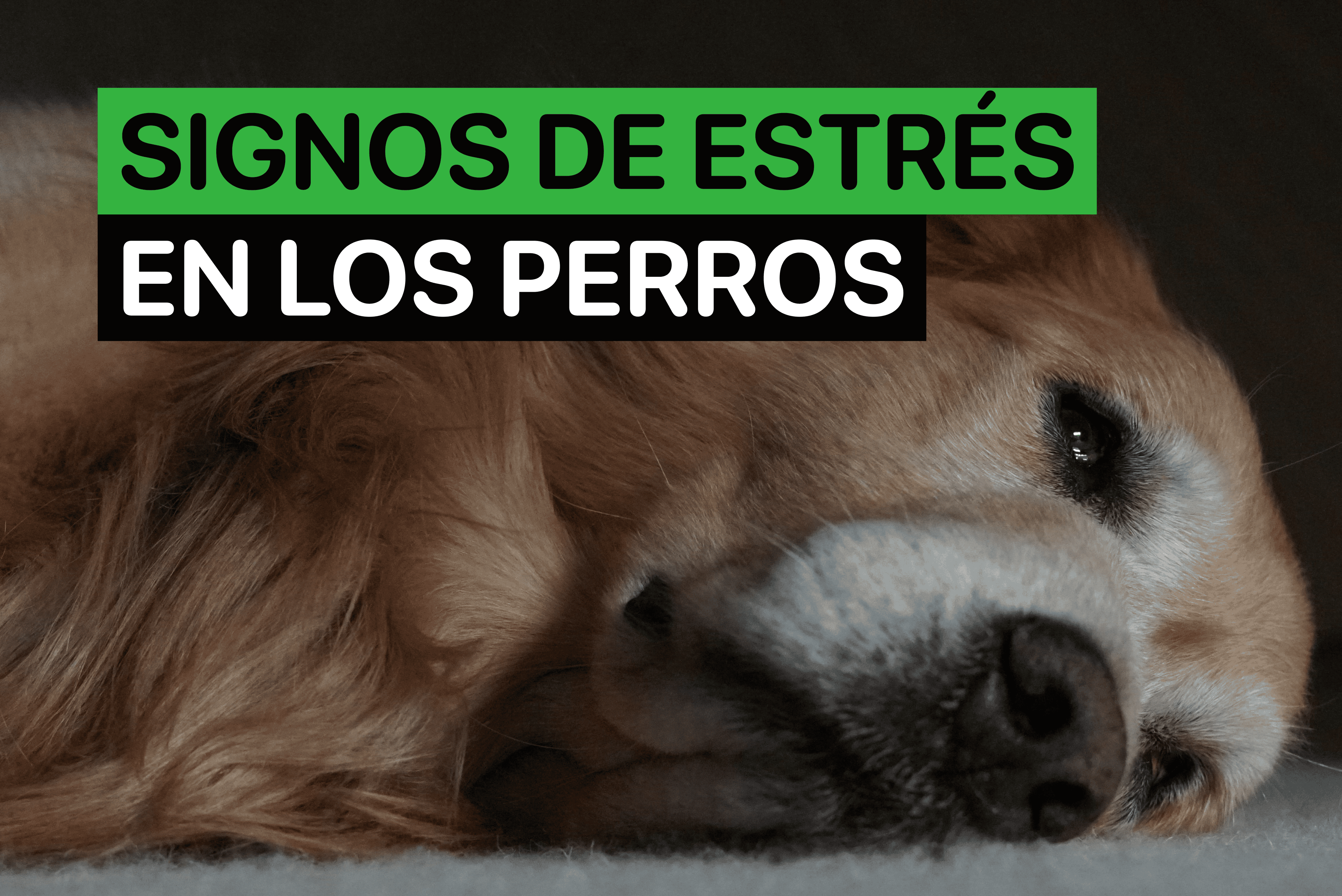 signos de estres en perros