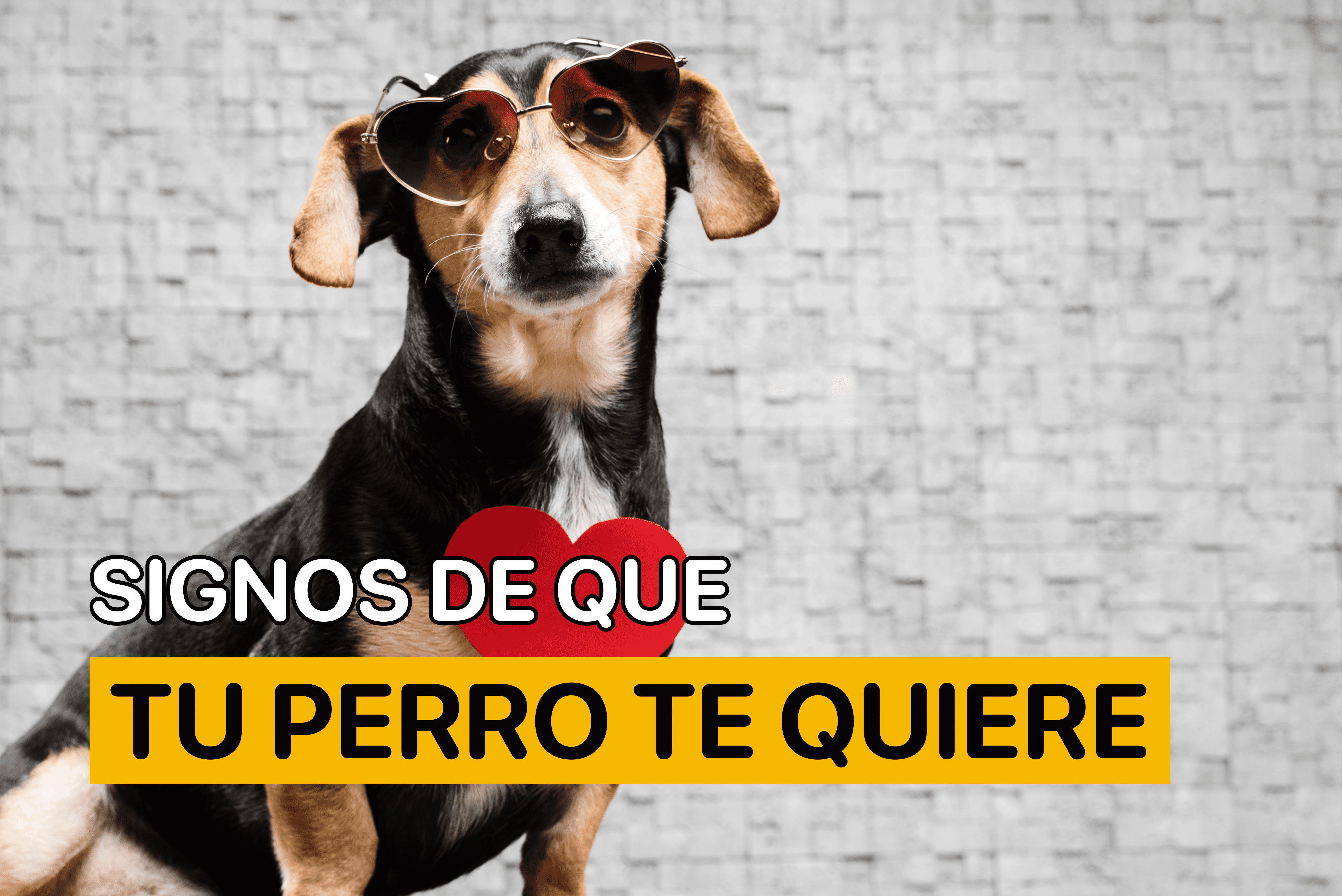 signos de que tu perro te quiere