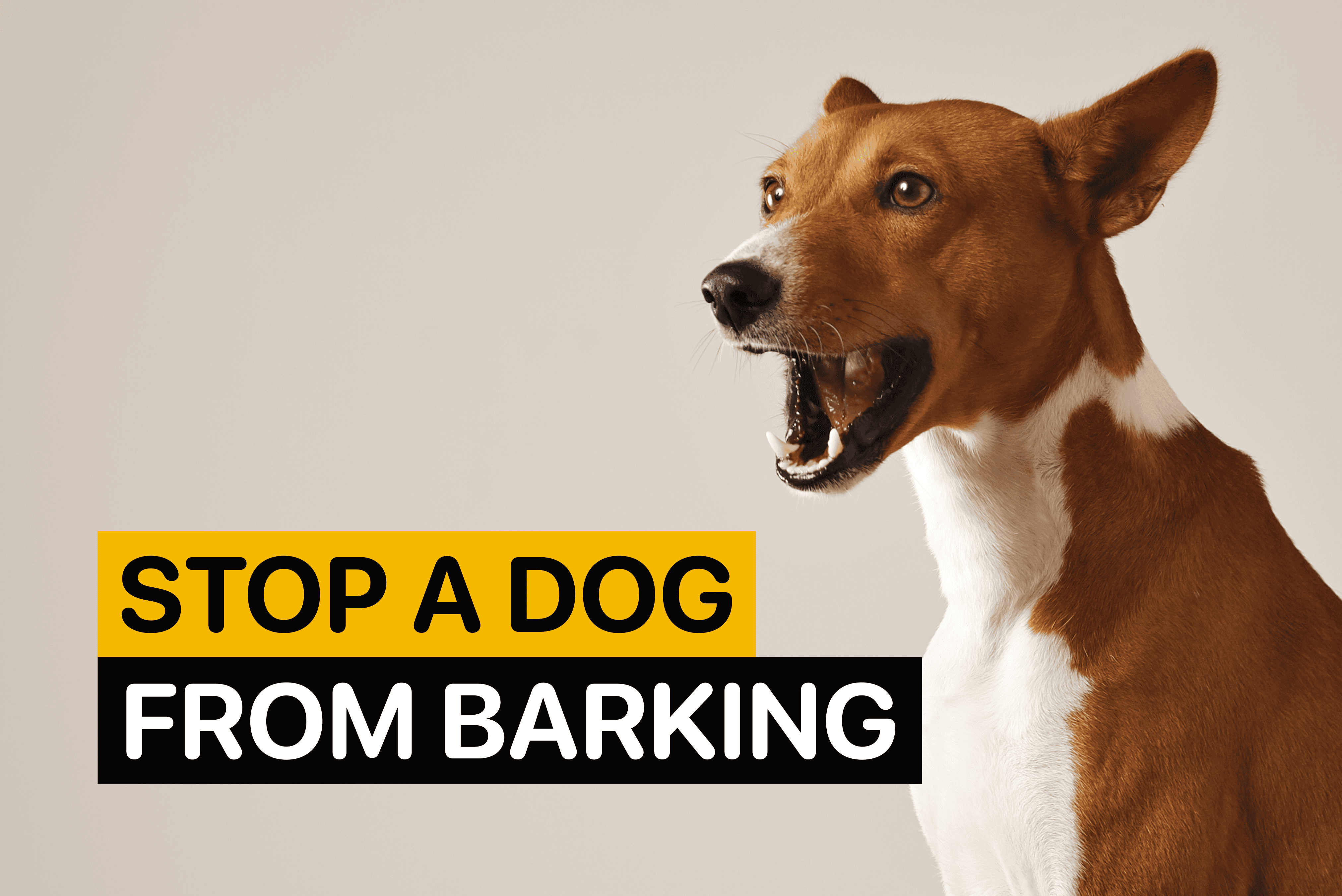 stop a dog from barking