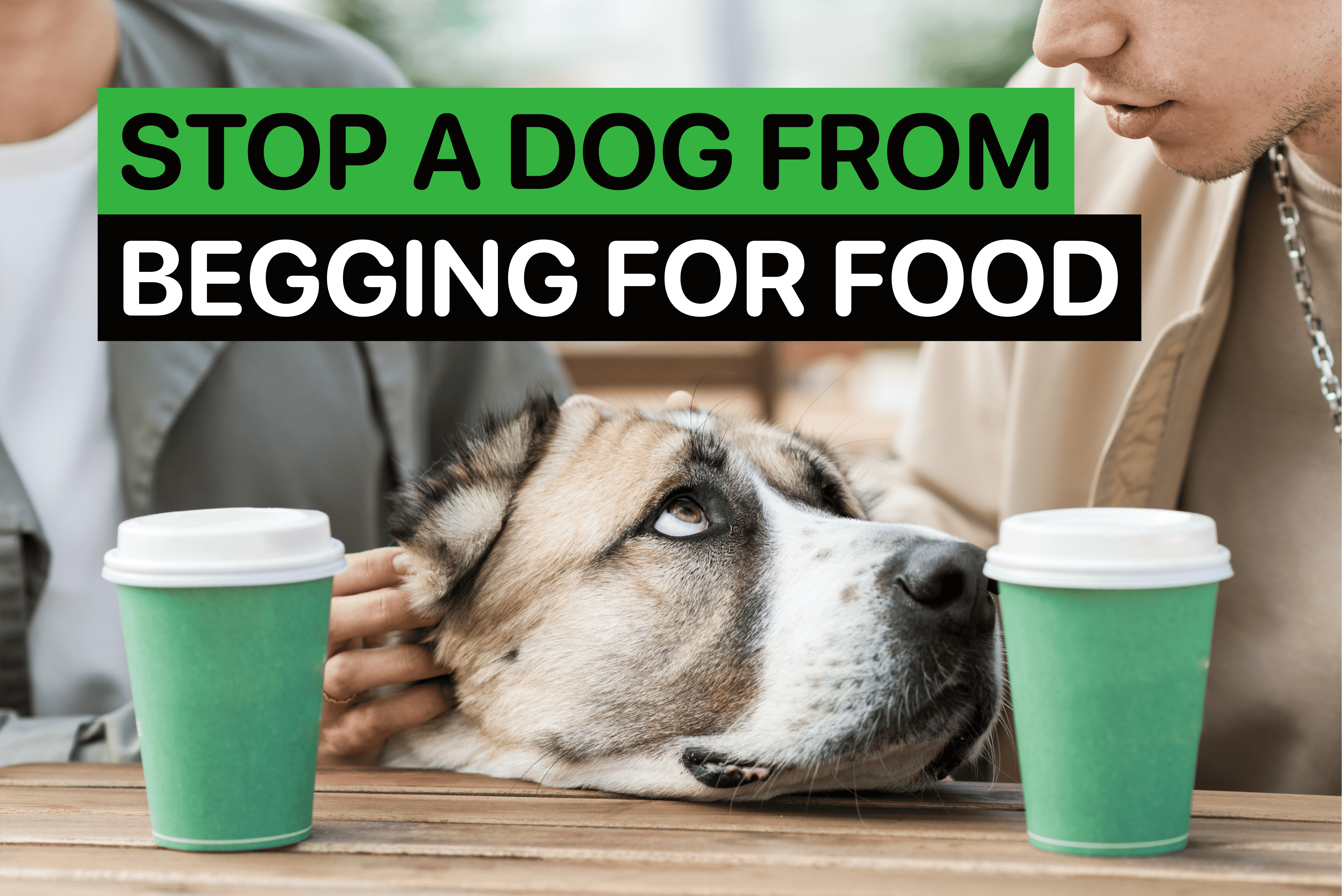 dog begging for food