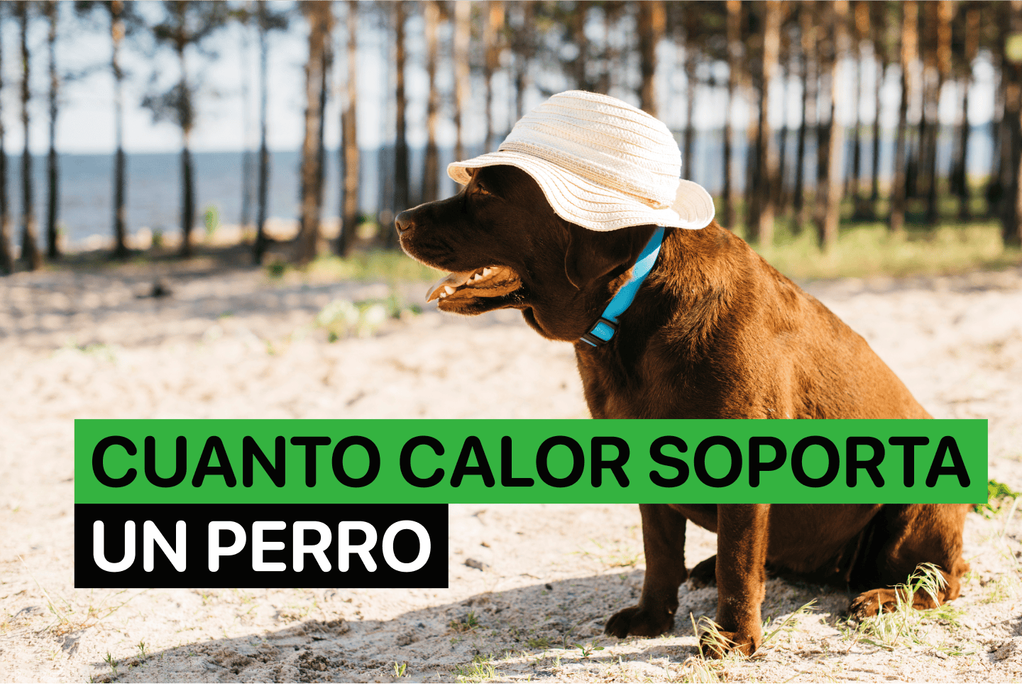 сuanto сalor soporta un perro