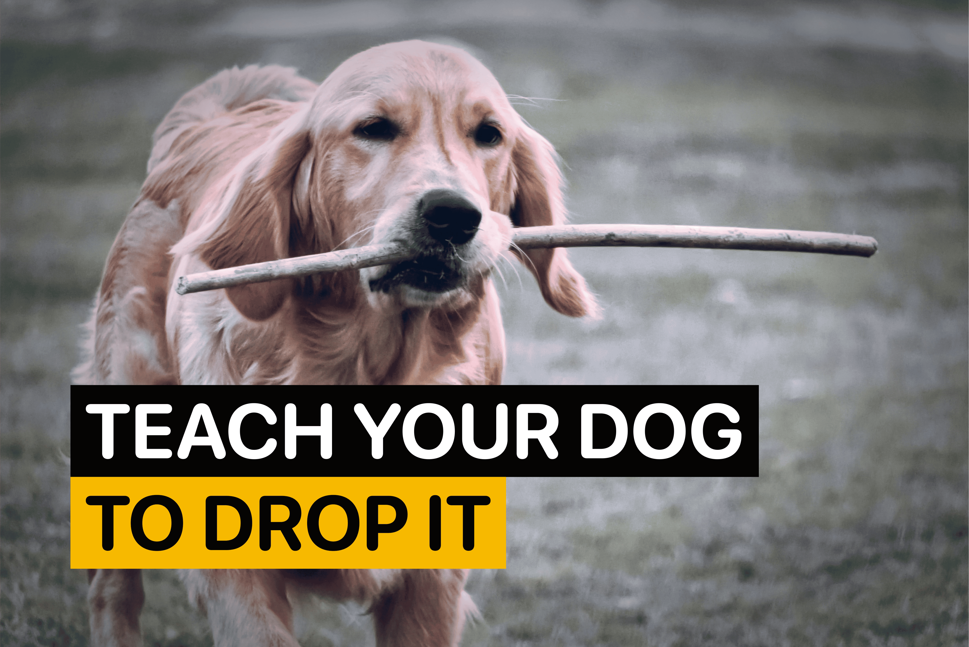 teach your dog to drop It