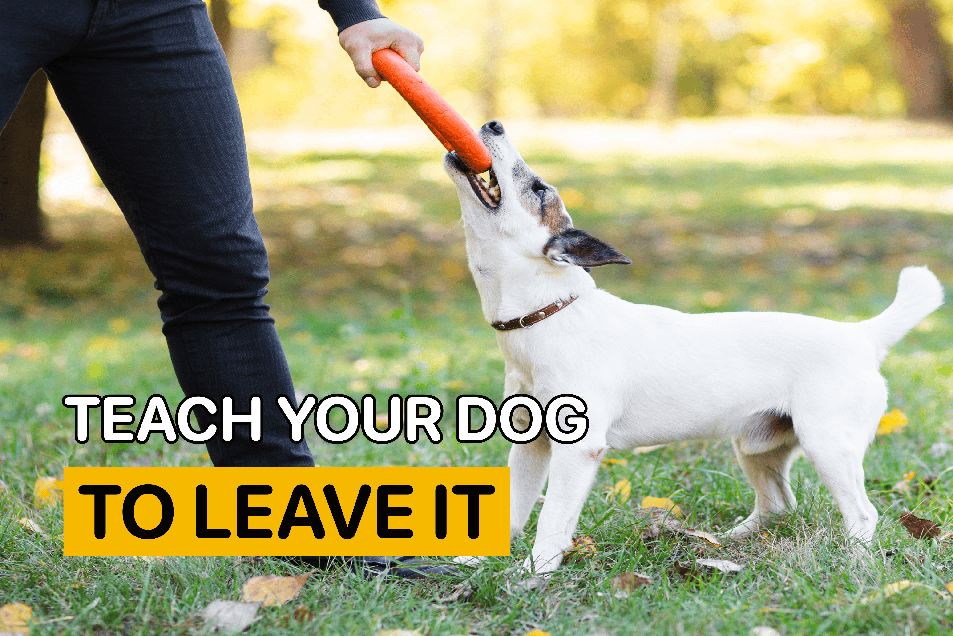 teach your dog to leave it
