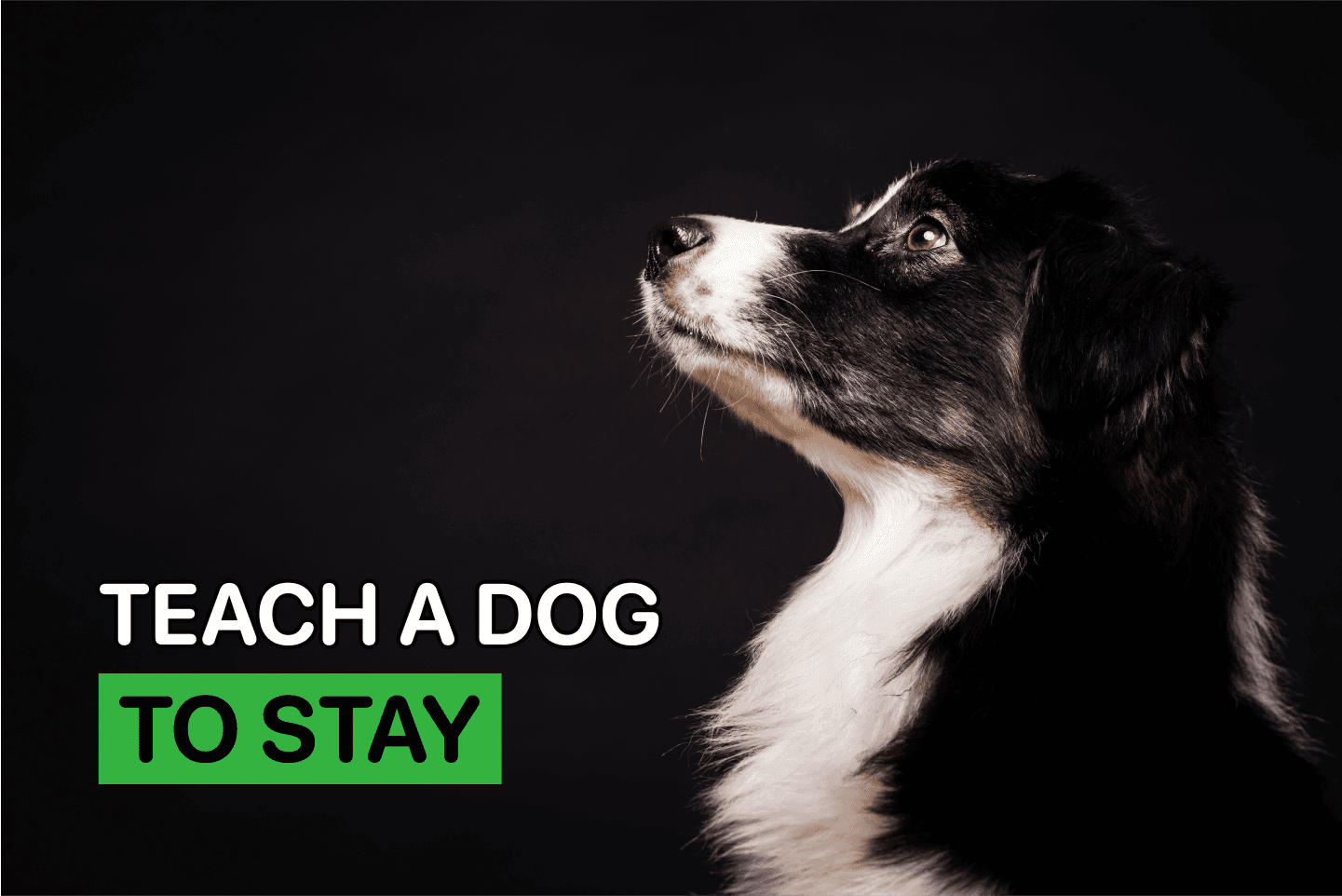 how to teach dog stay